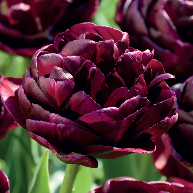 tulipan burgunderfarget mange blader