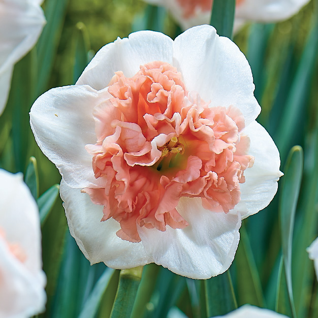 pinselilje liten blomst, hvit og ferskenfarget