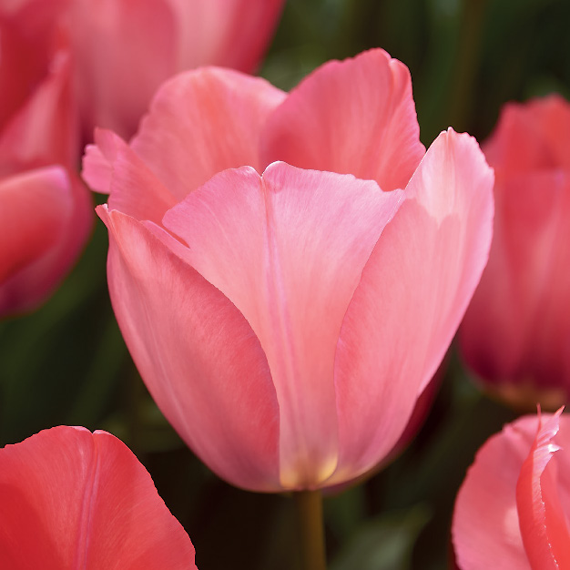rosa tulipan