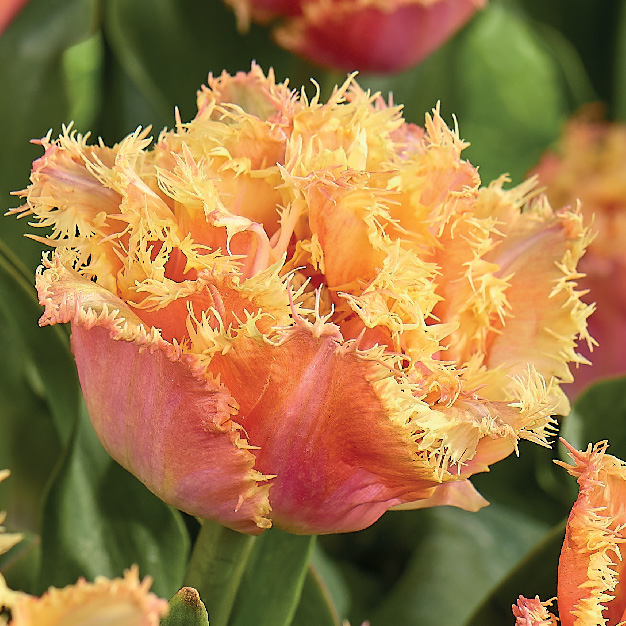tulipan aprikos mot oransje farget frynsete blomster