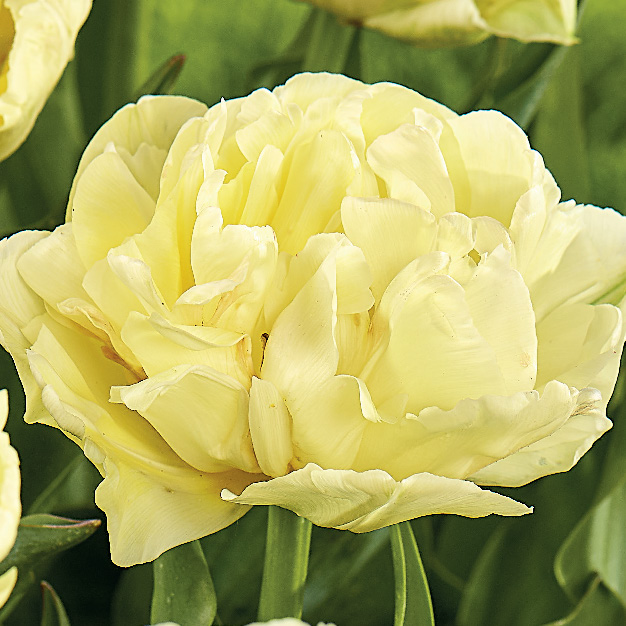 lys gul tulipan