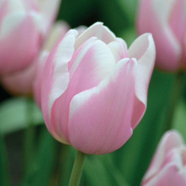 tulipan lys rosa med hvite kanter 