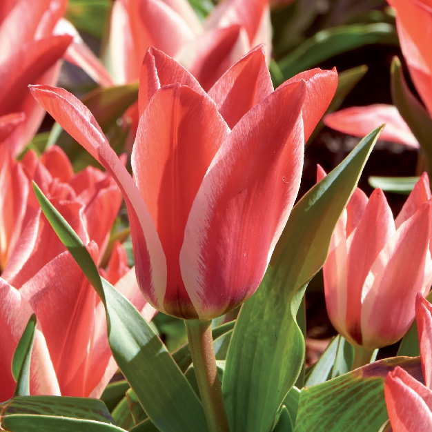 tofarget tulipan i rosa-nyanser