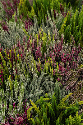 Calluna vulgaris P23 Trio