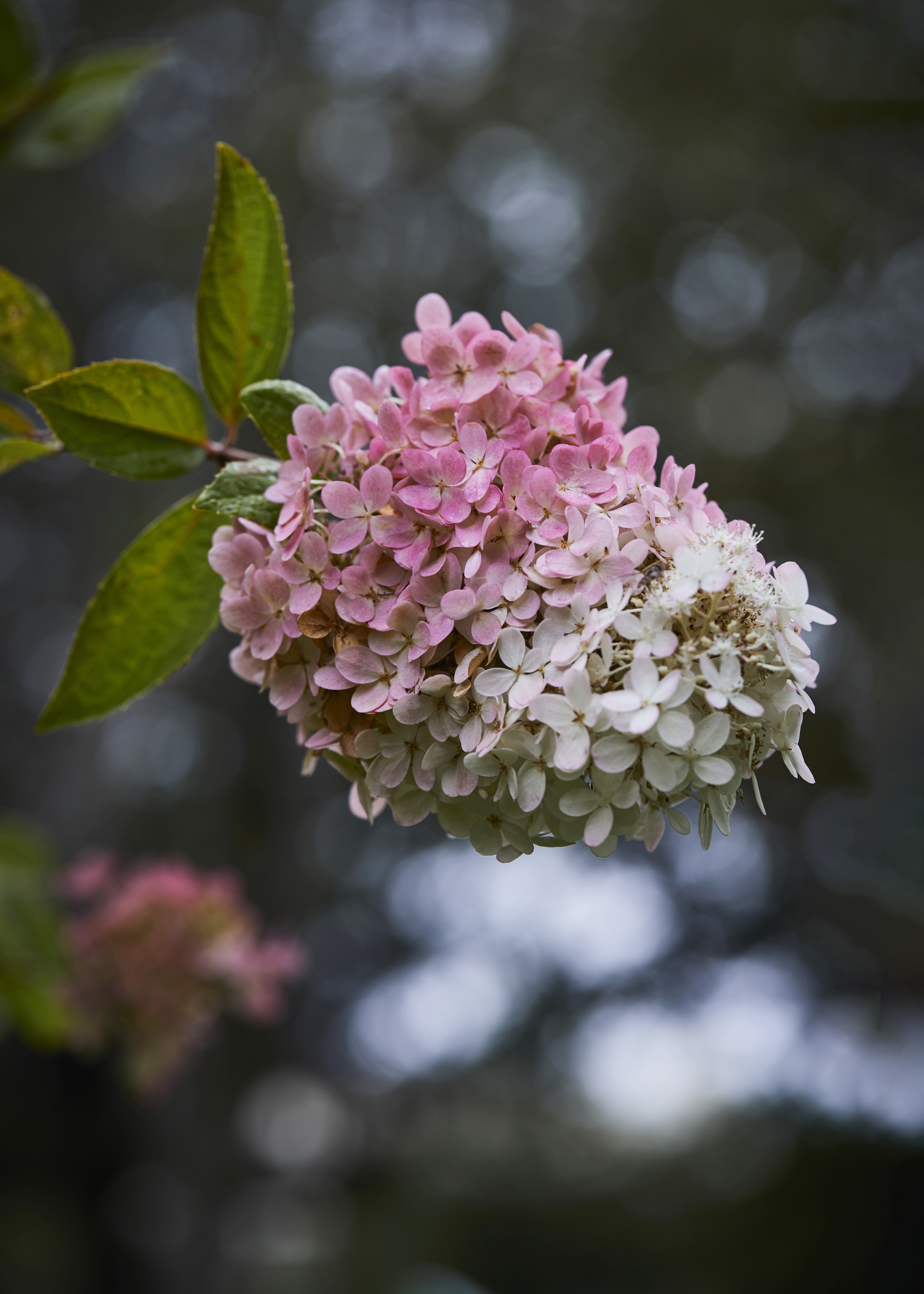 syrinhortensia