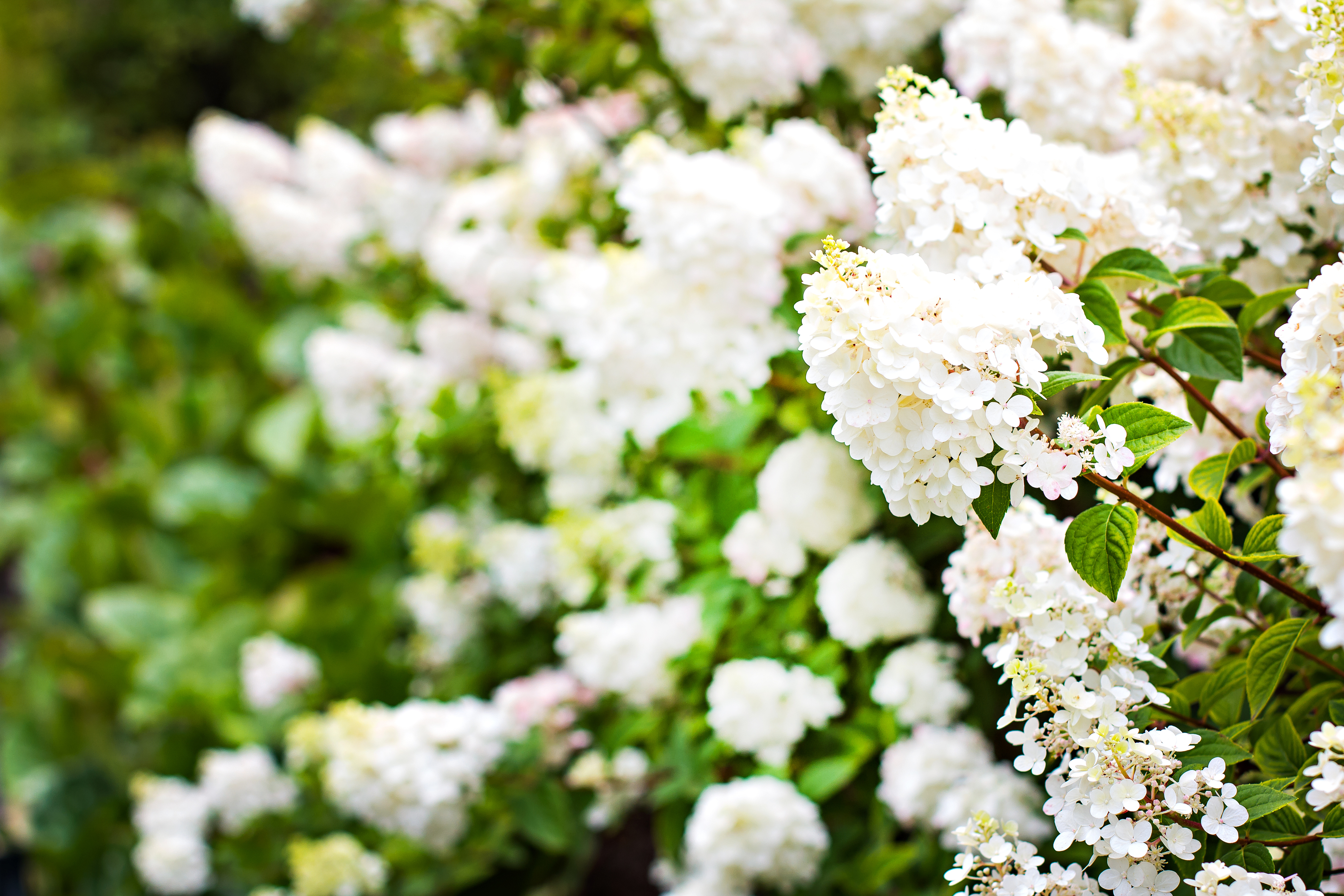 syrinhortensia limelight