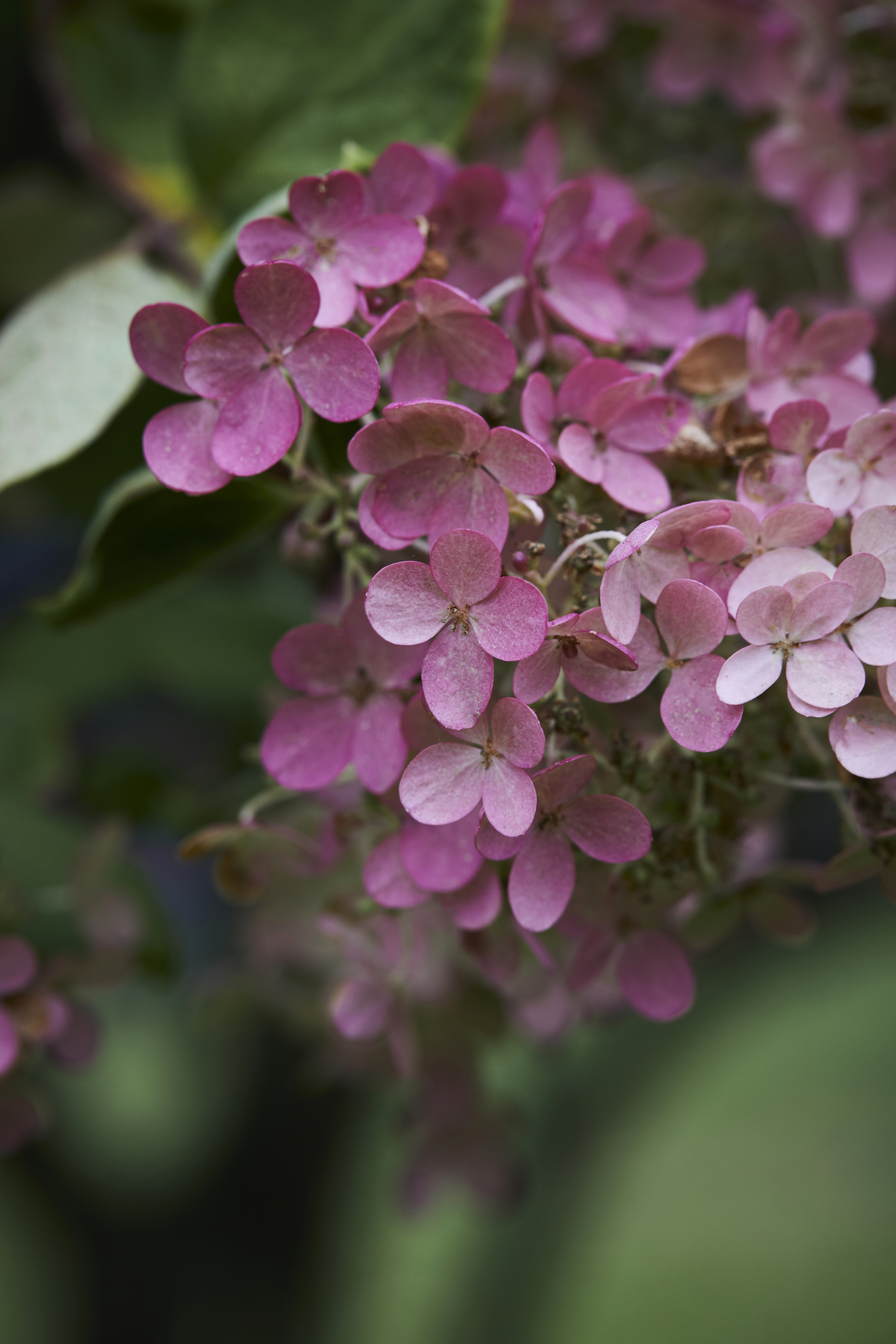 syrinhortensia