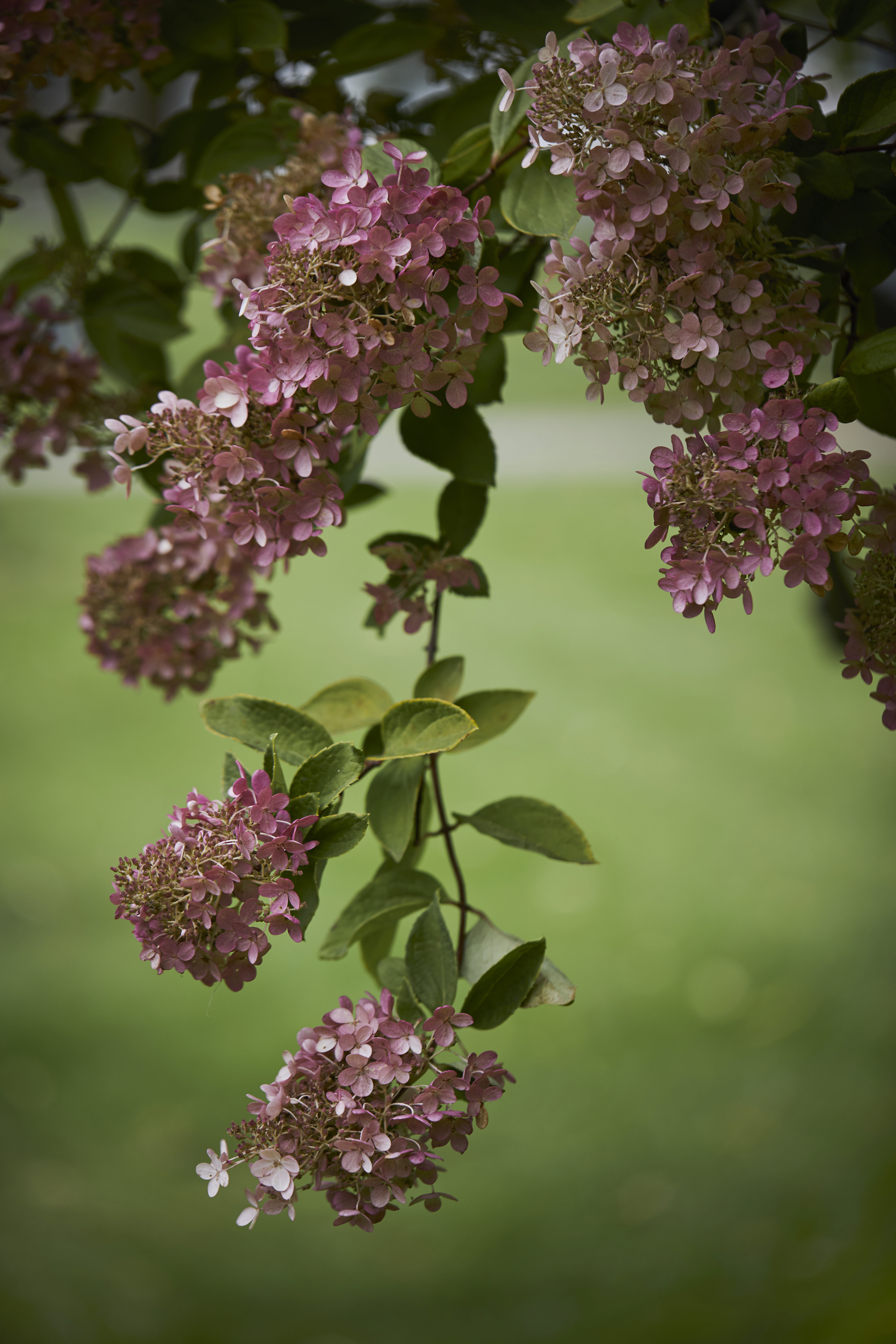 syrinhortensia