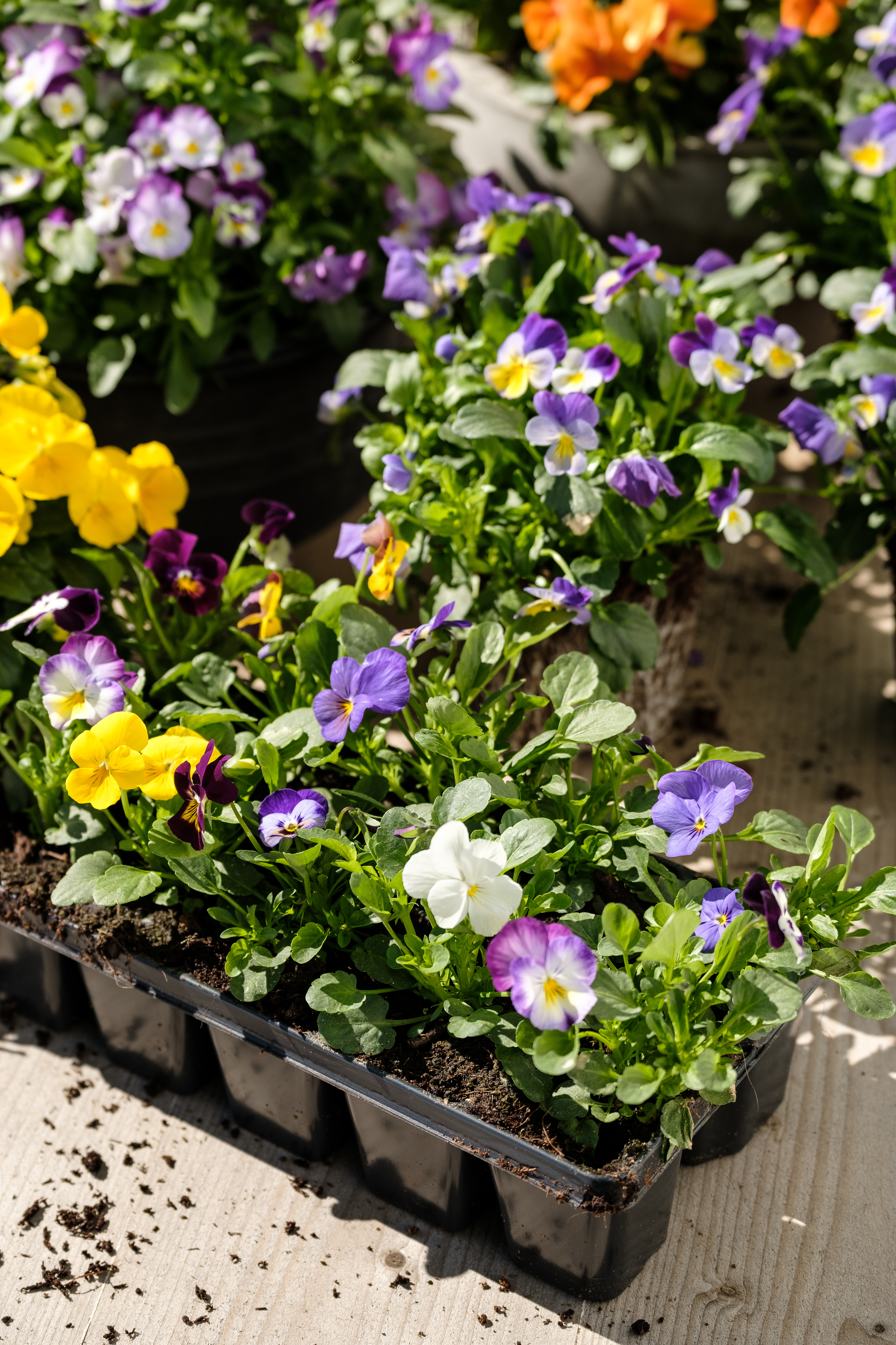 stemor planting