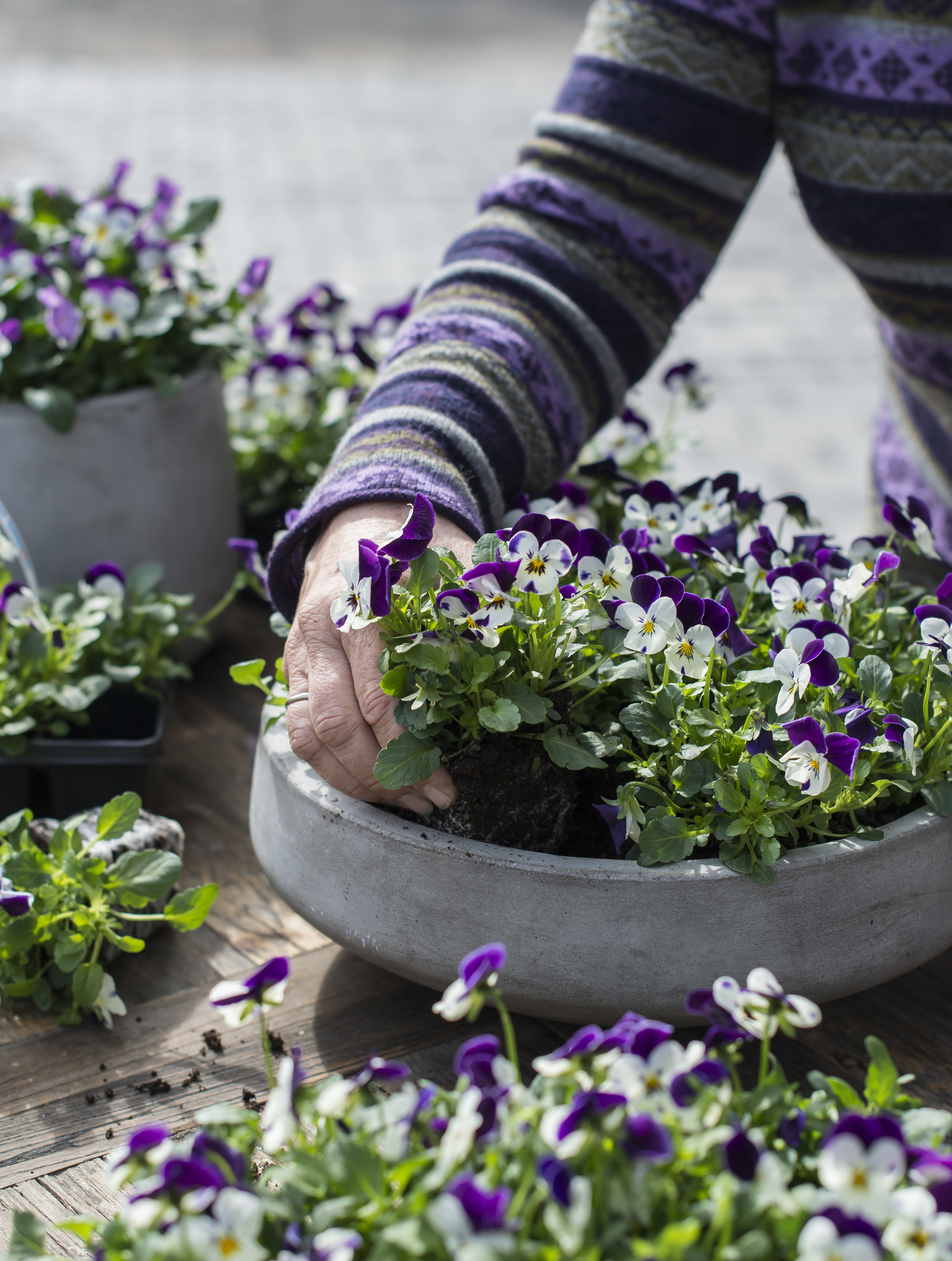 stemor planting