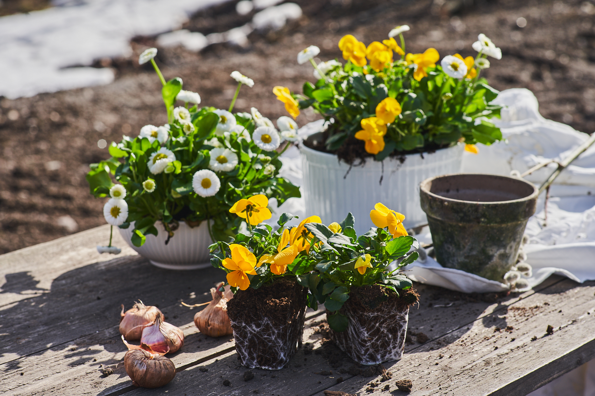 stemor planting