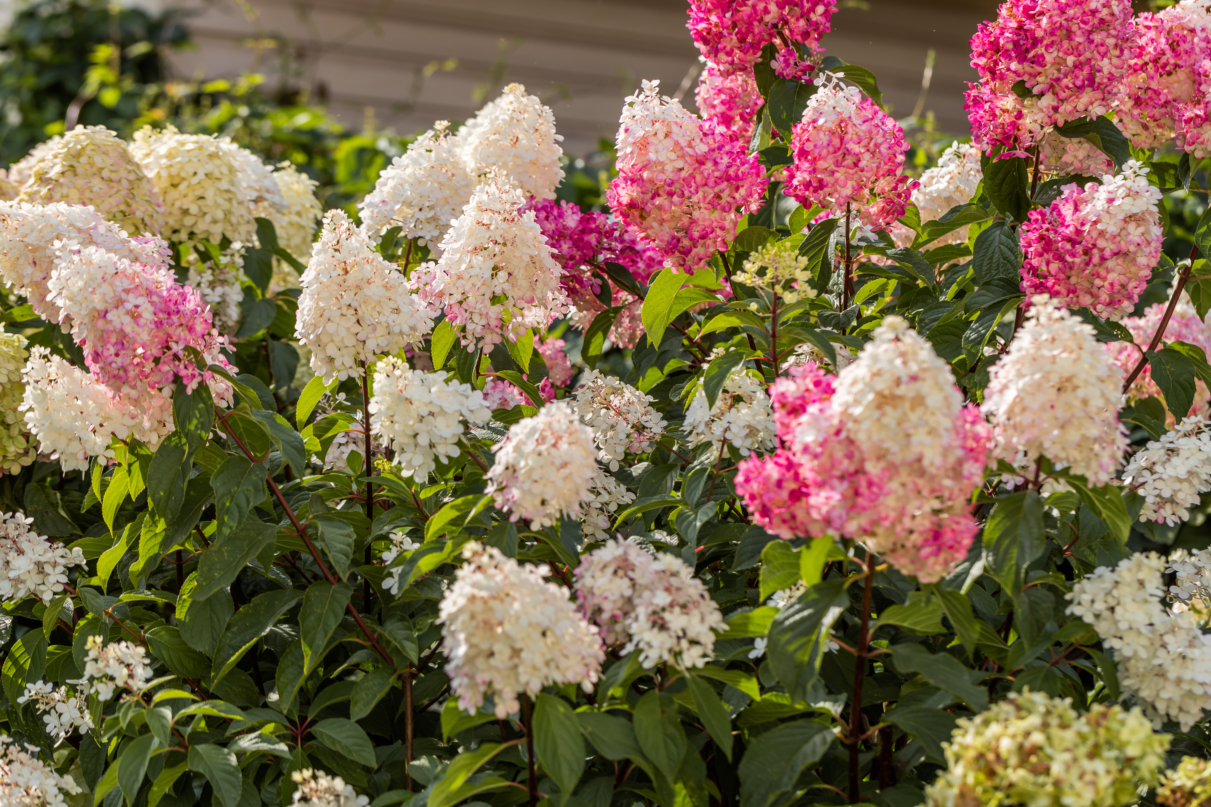 syrinhortensia