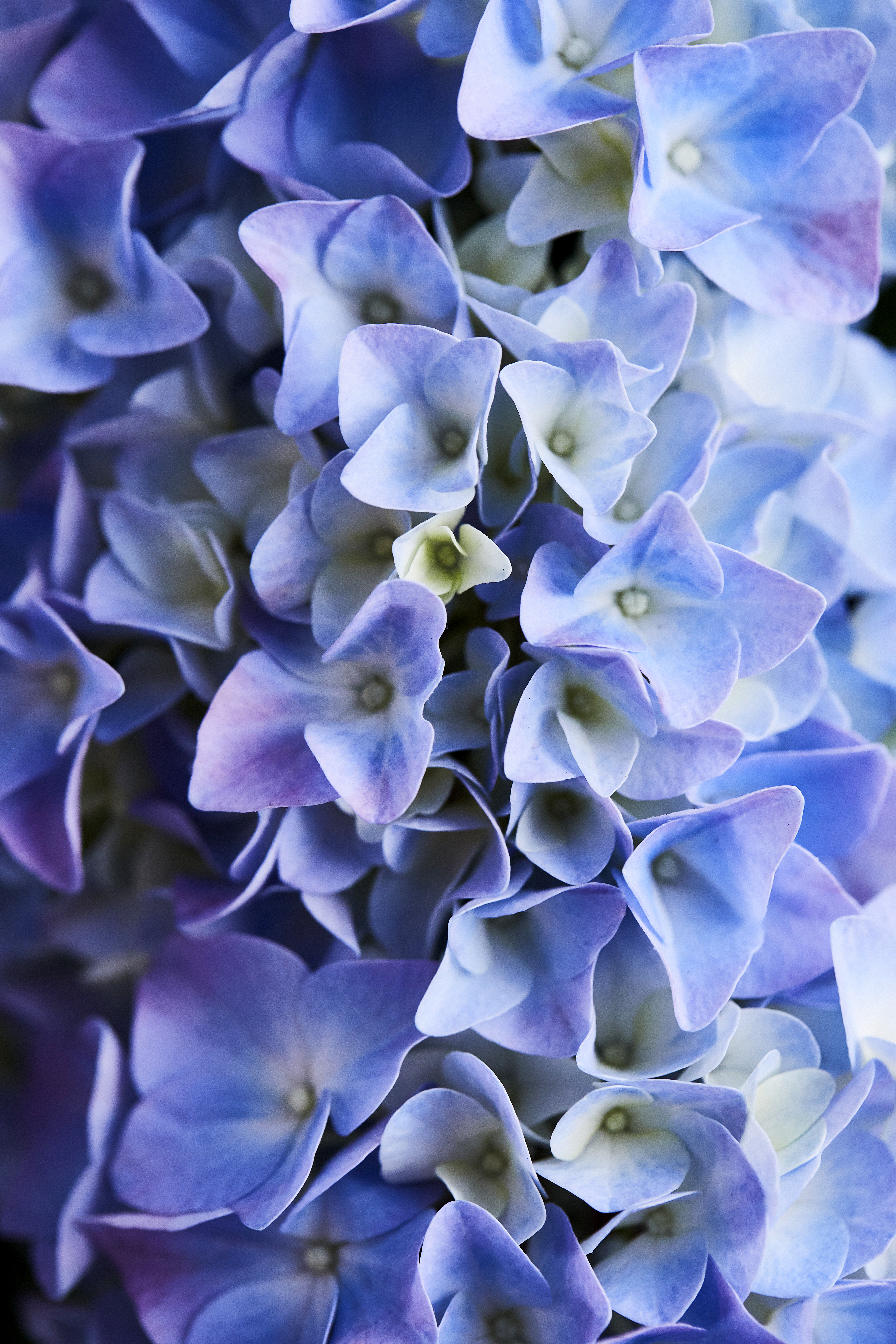 hortensia