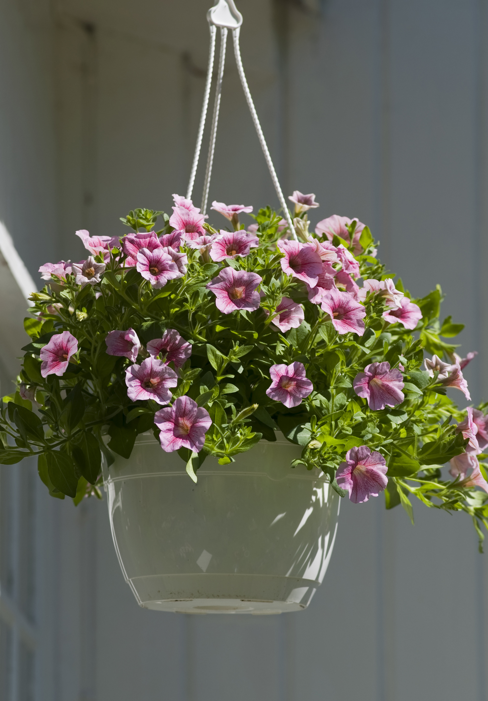 Petunia surfina hengepetunia