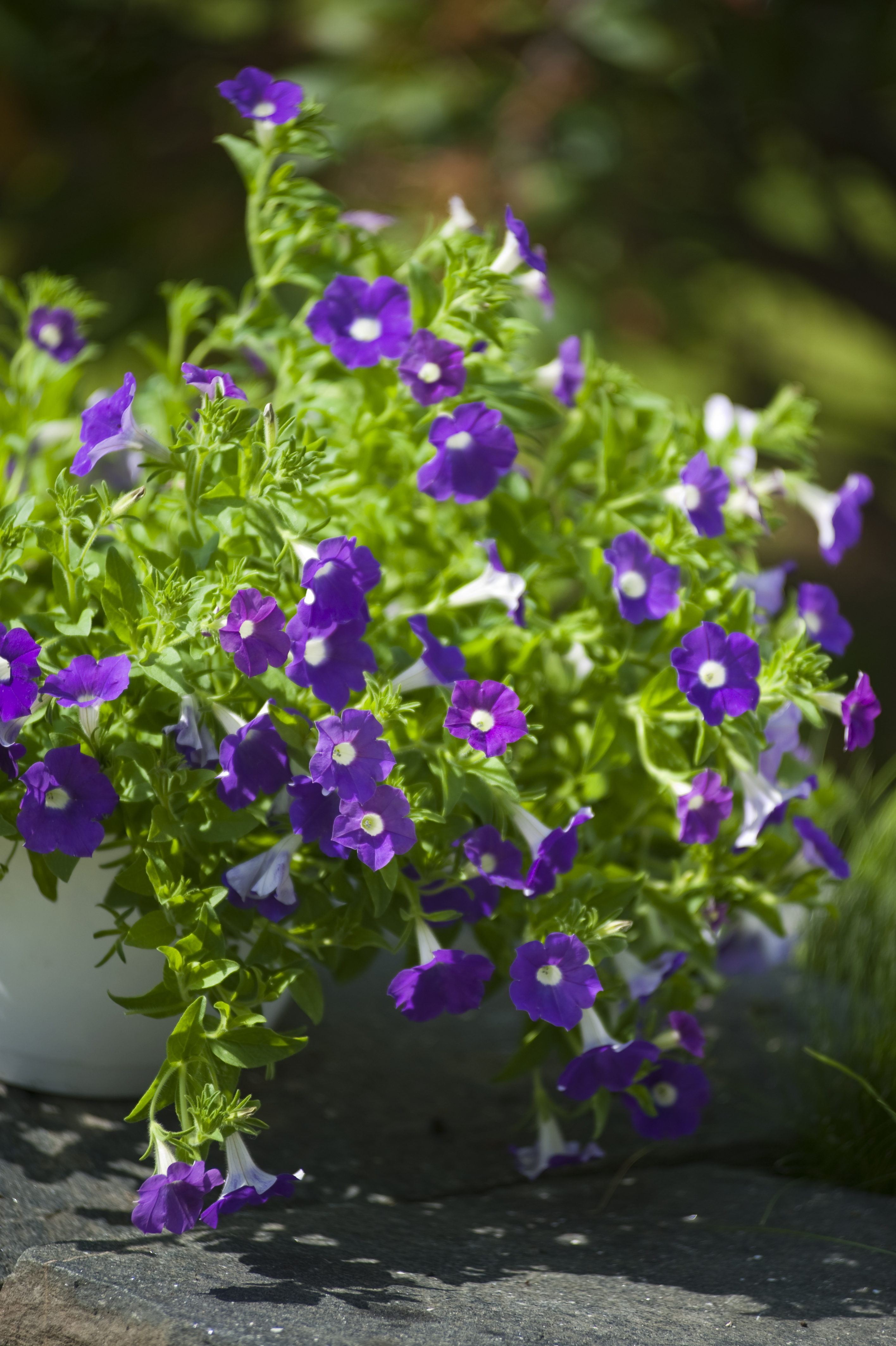 Petunia hengepetunia