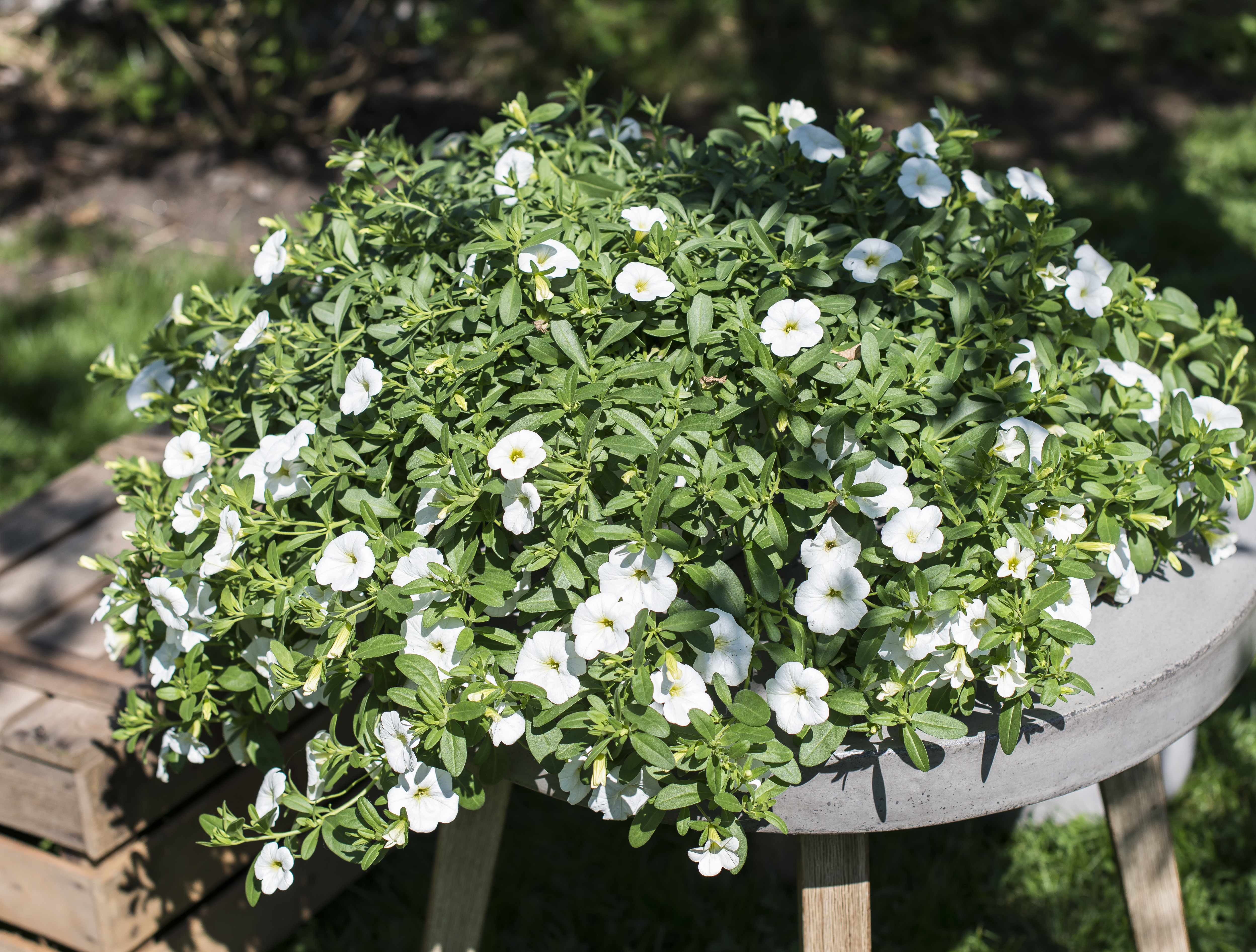 Petunia surfina million bells