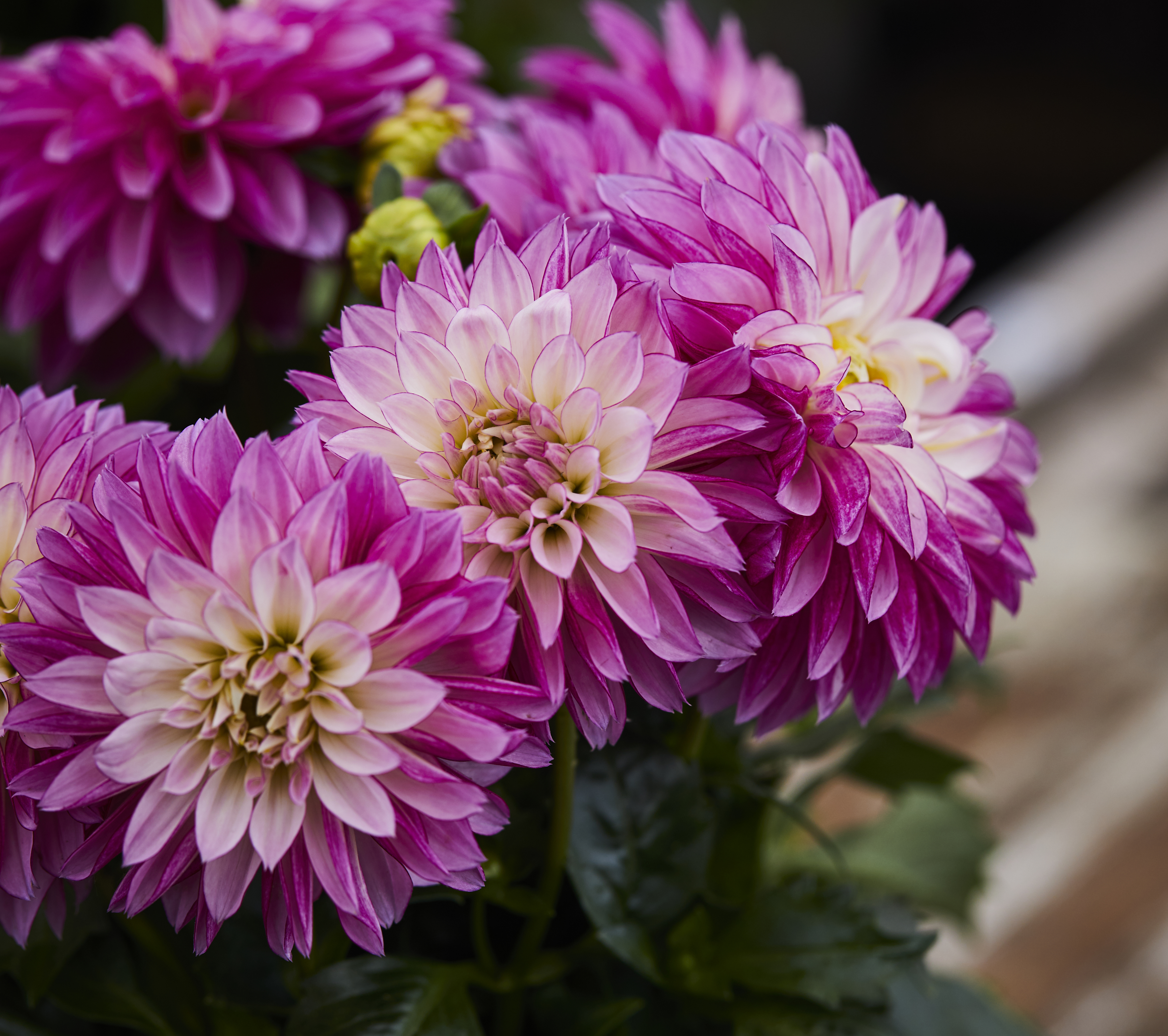 georgine georginer dahlia