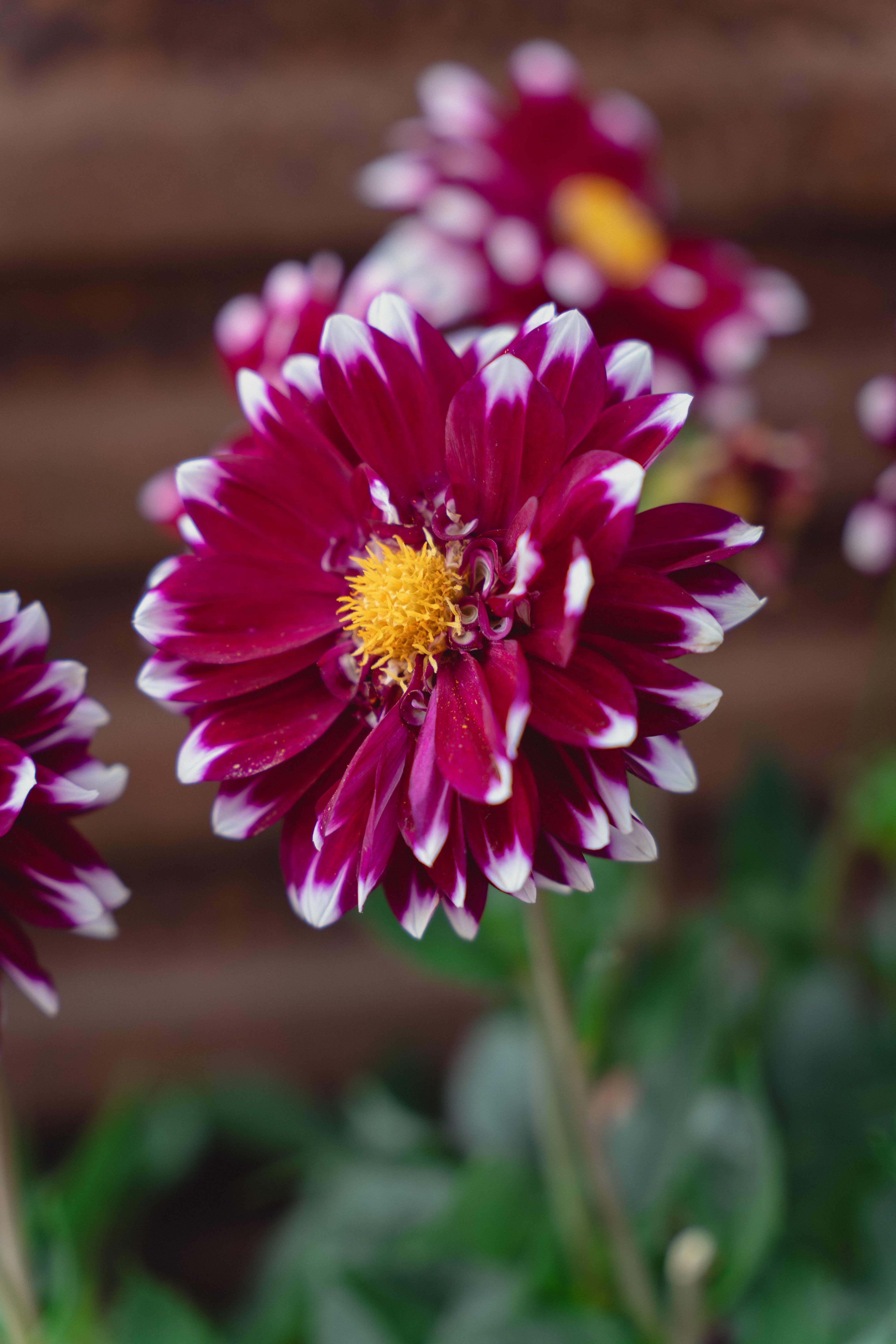georgine dahlia georginer