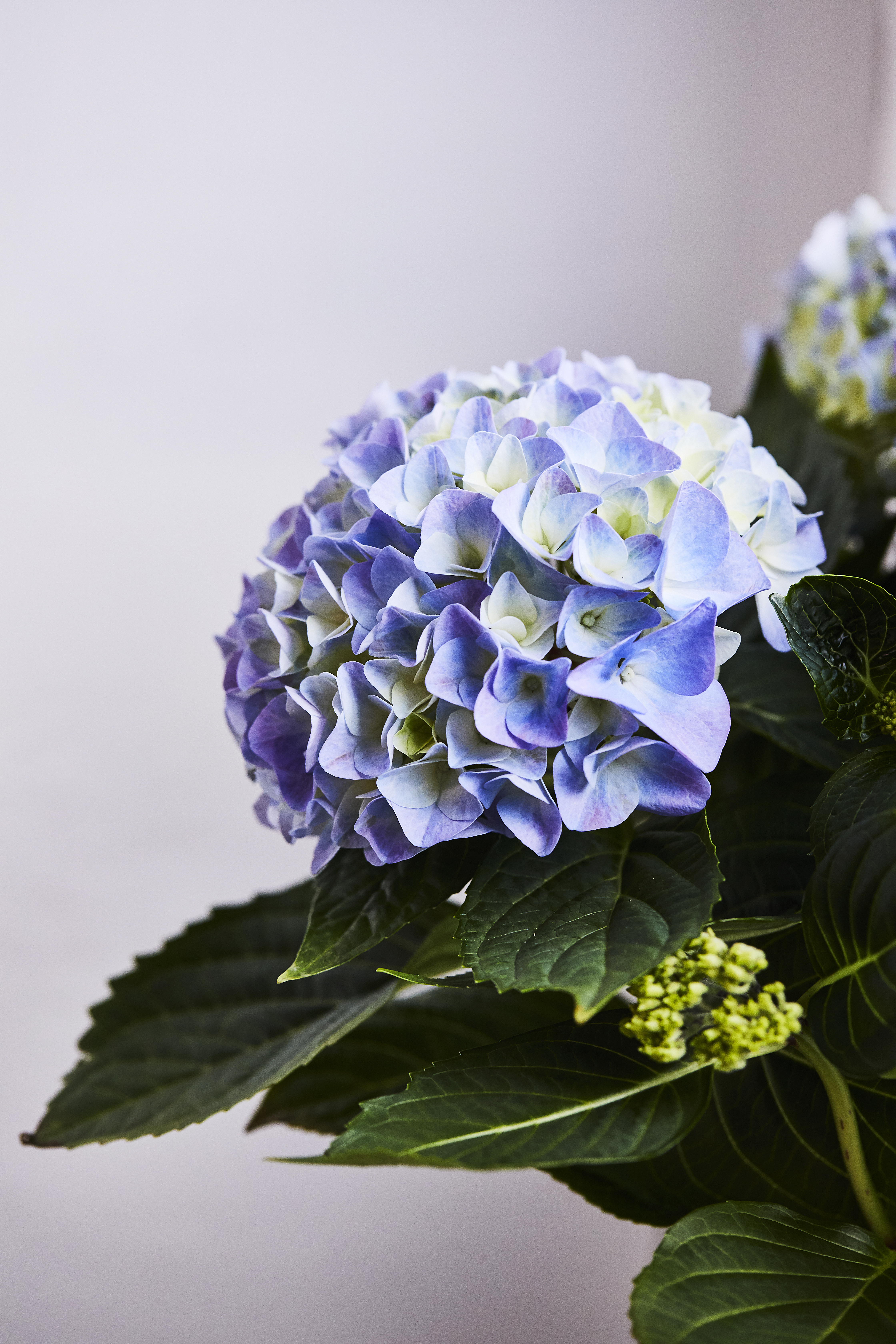 hortensia stuehortensia