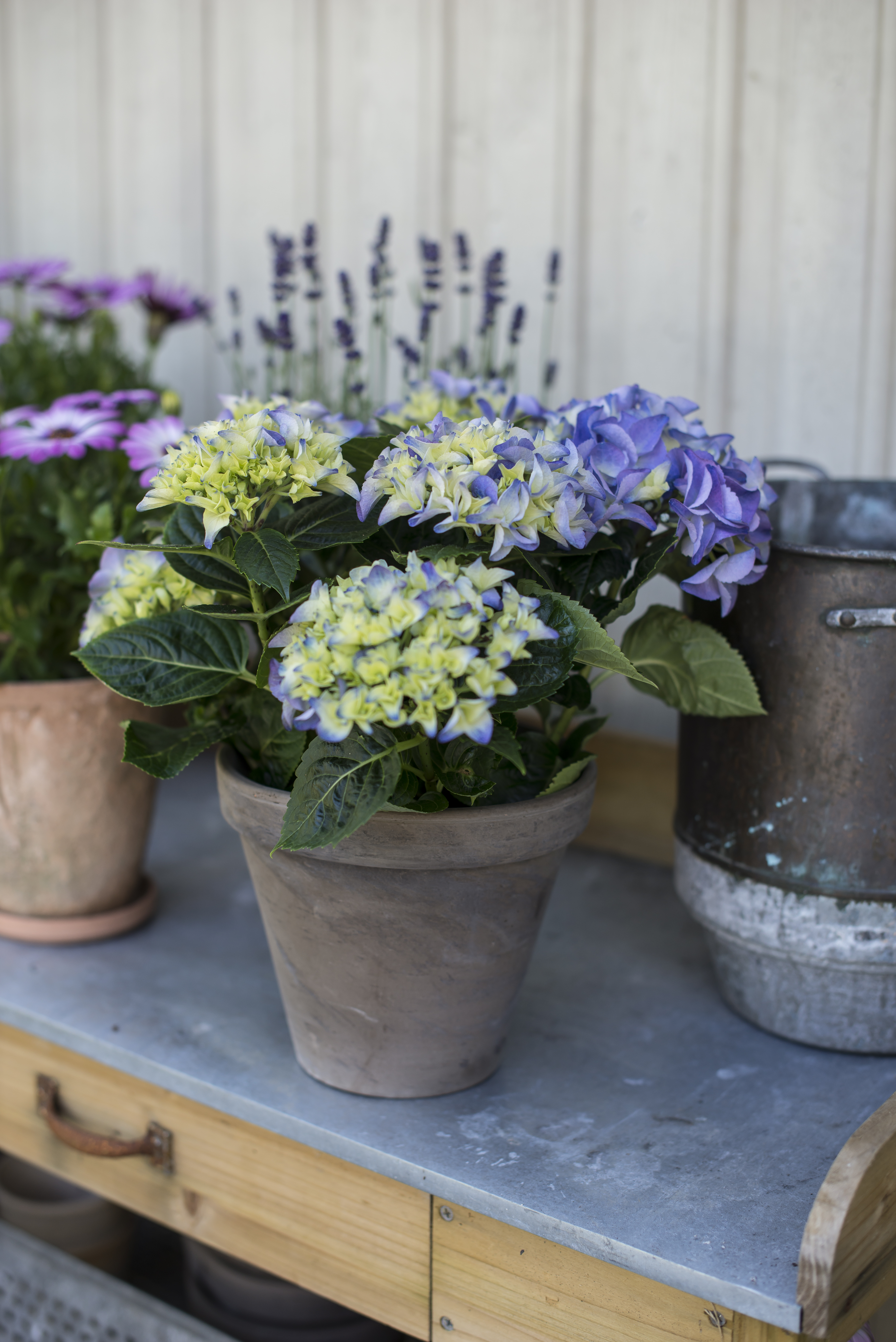 hortensia stuehortensia