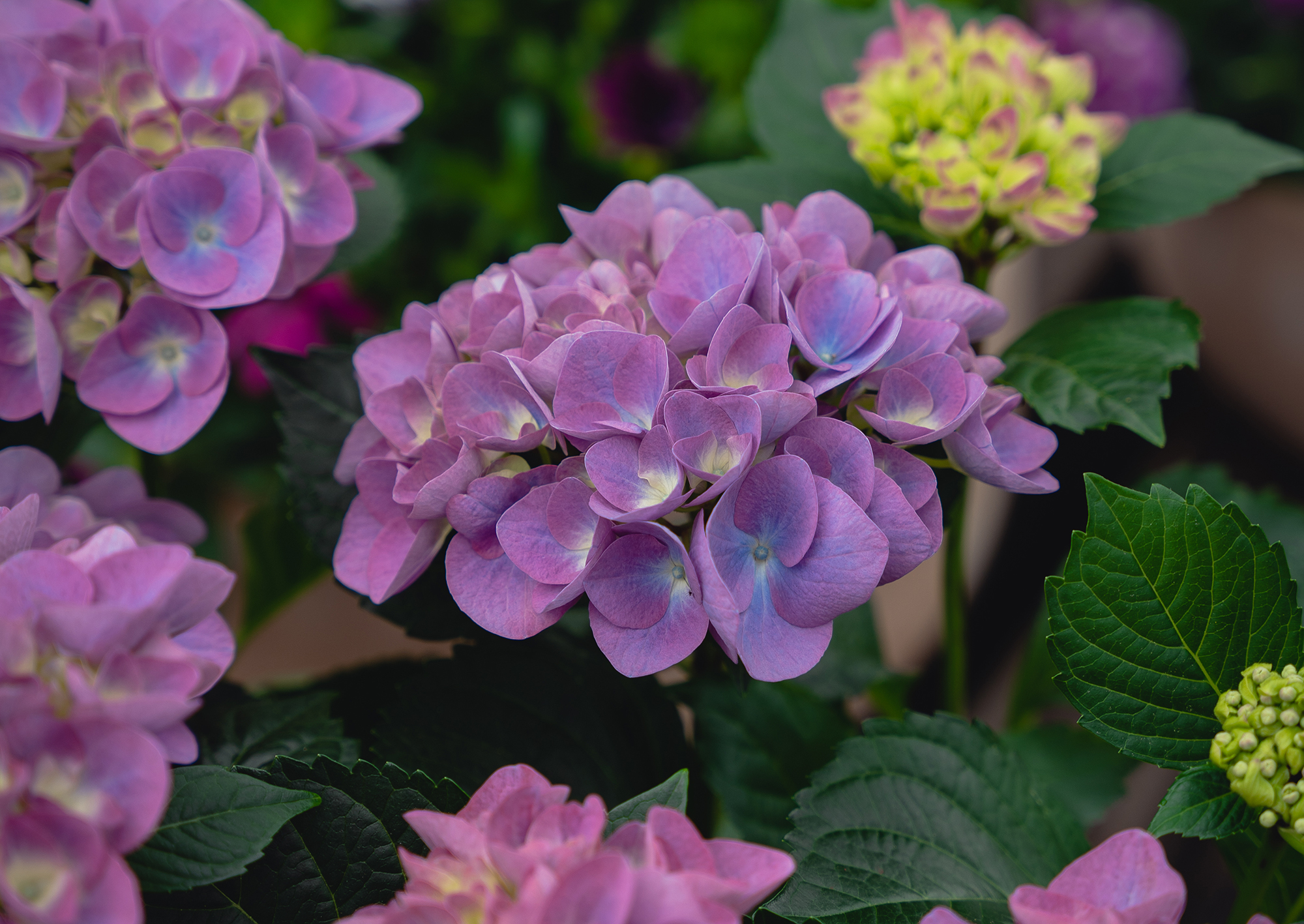 hortensia stuehortensia