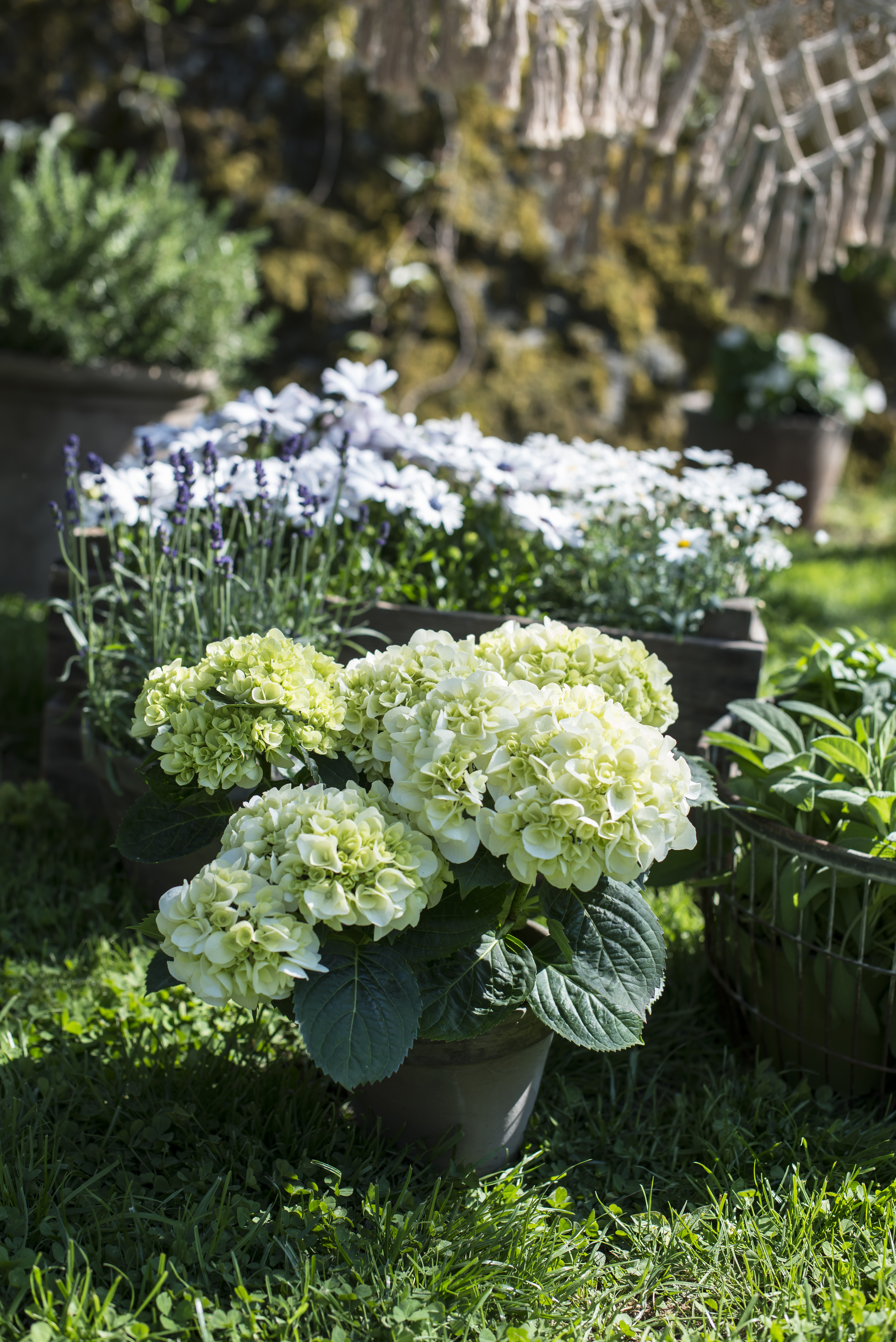 hortensia stuehortensia