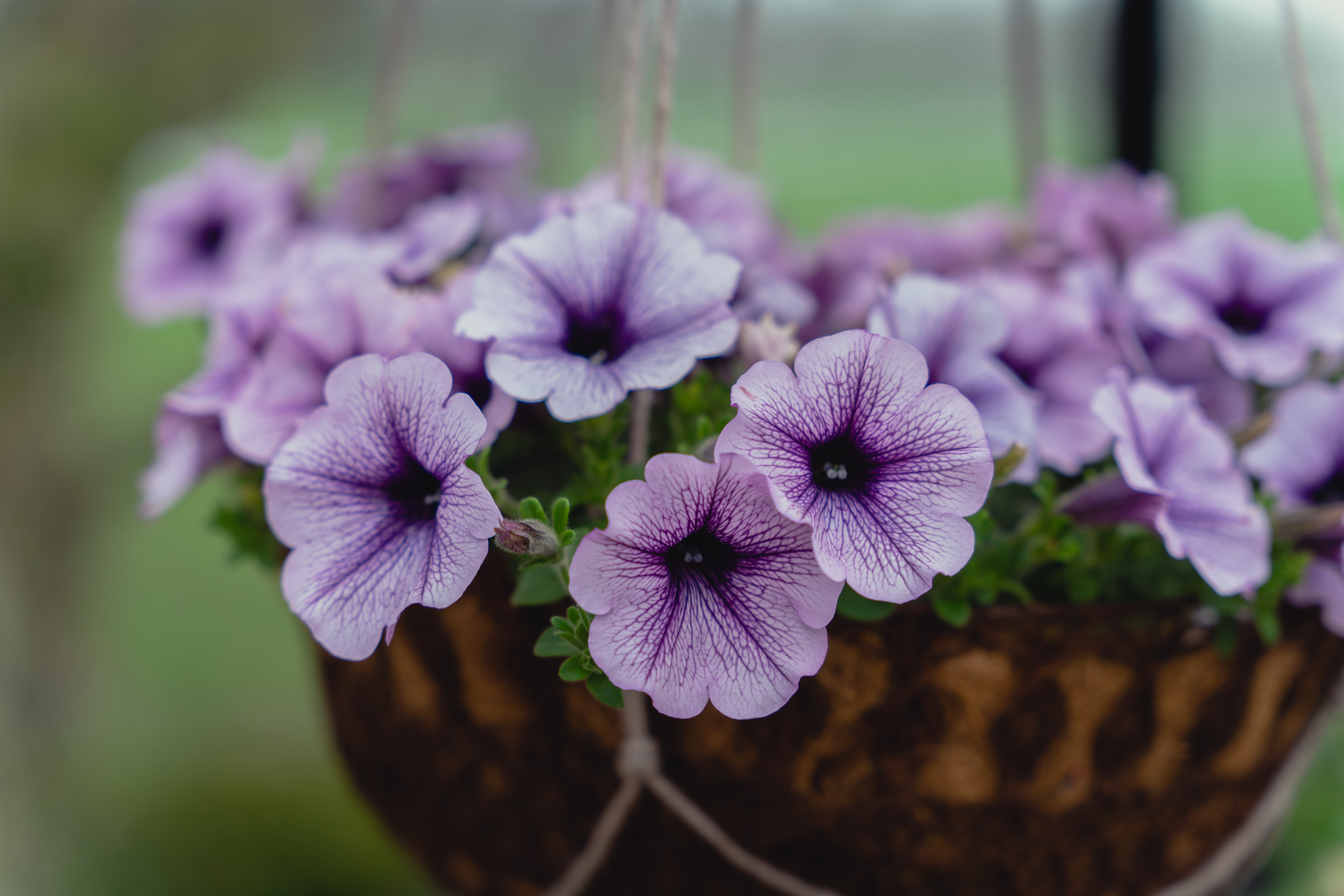 Petunia surfina hengepetunia