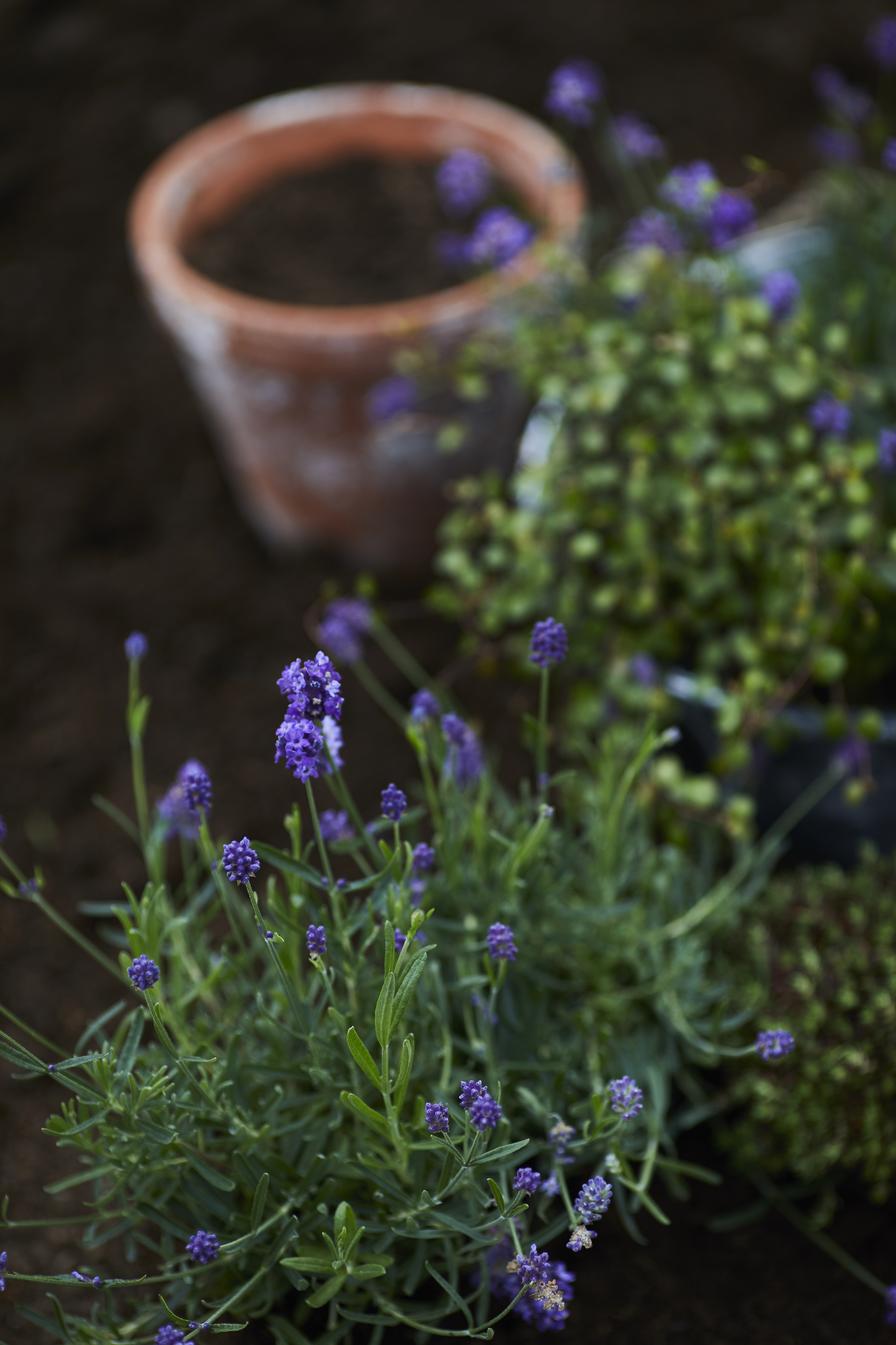 Lavendel i leirpotte