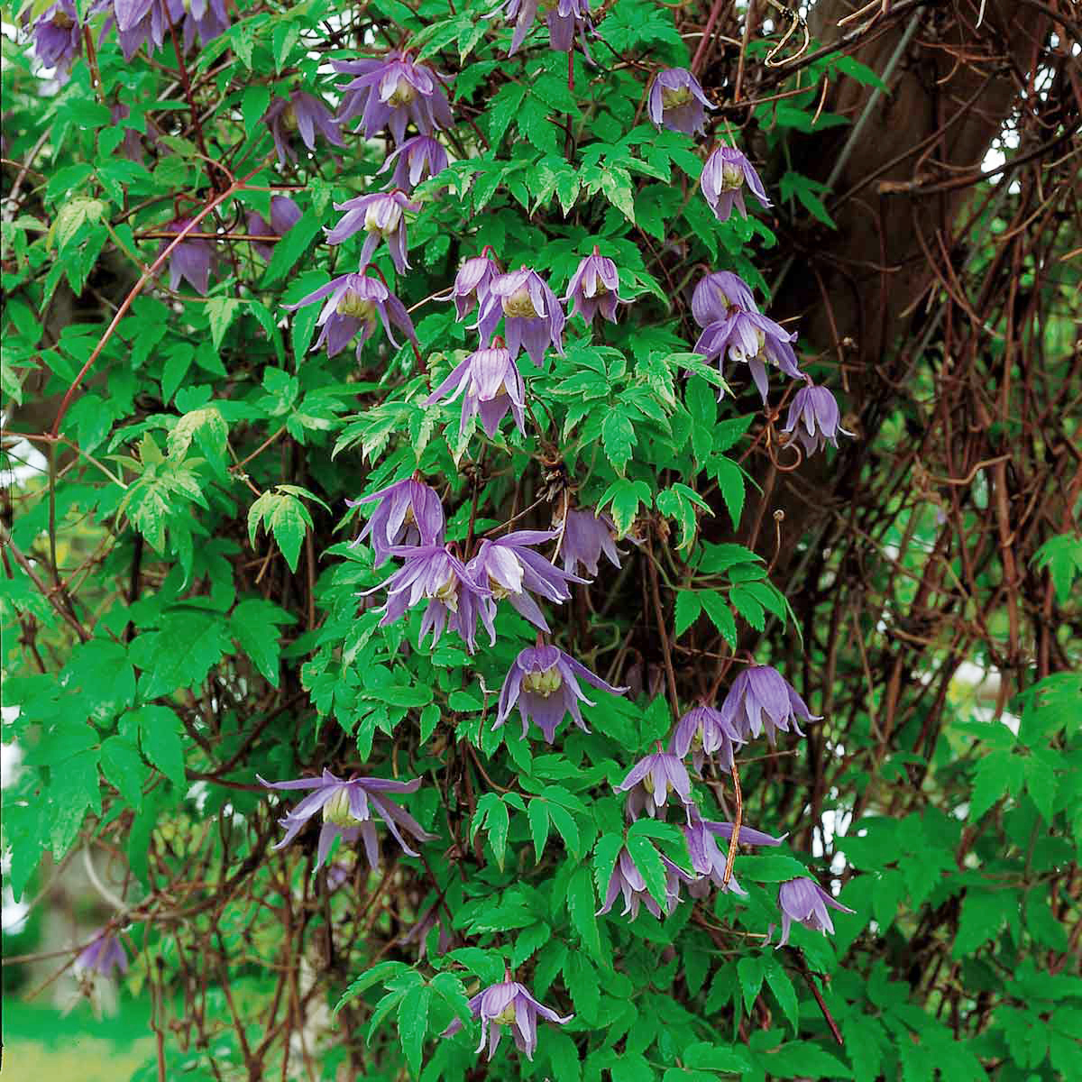 Alpeklematis Clematis alpina 