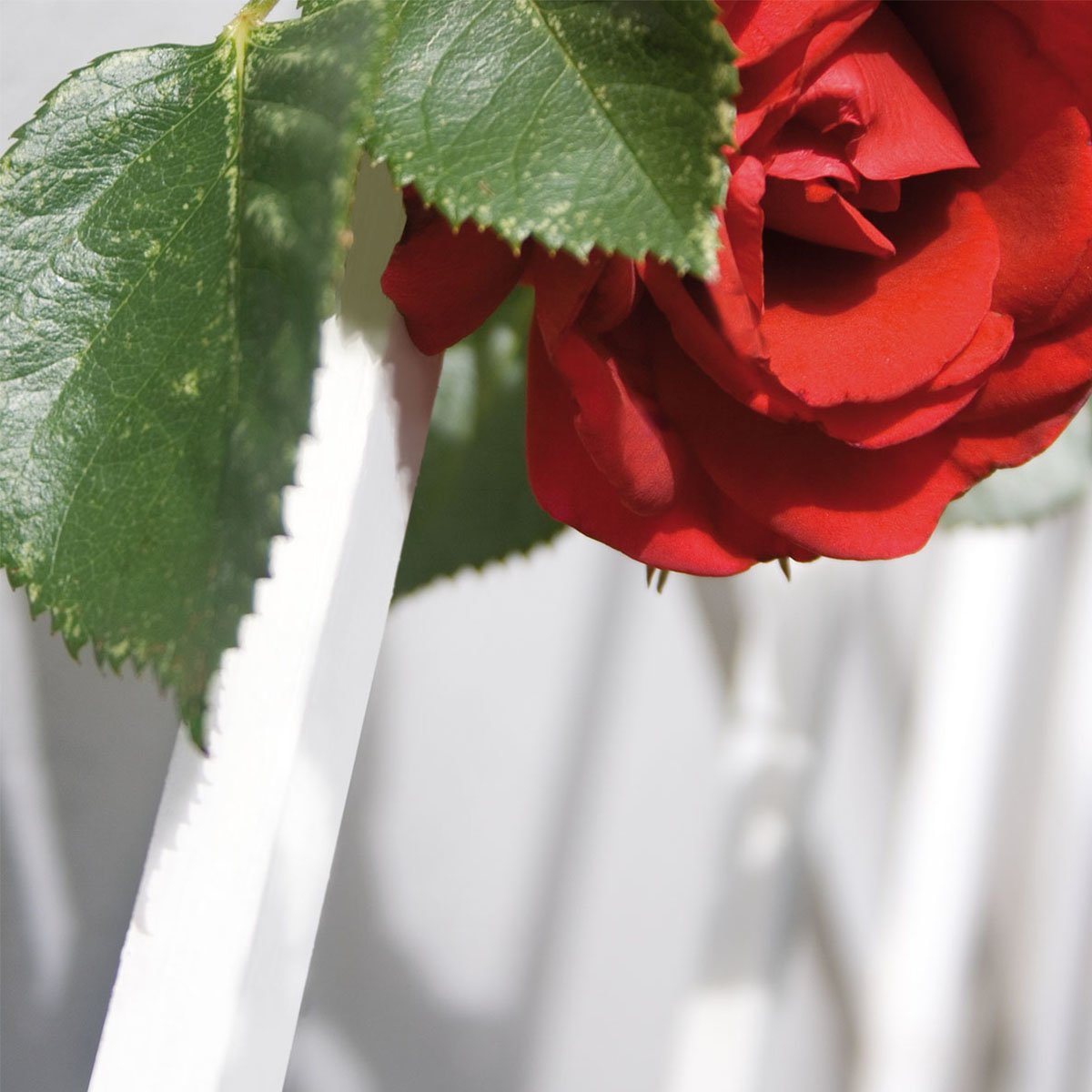 Rød rose på plast espalje