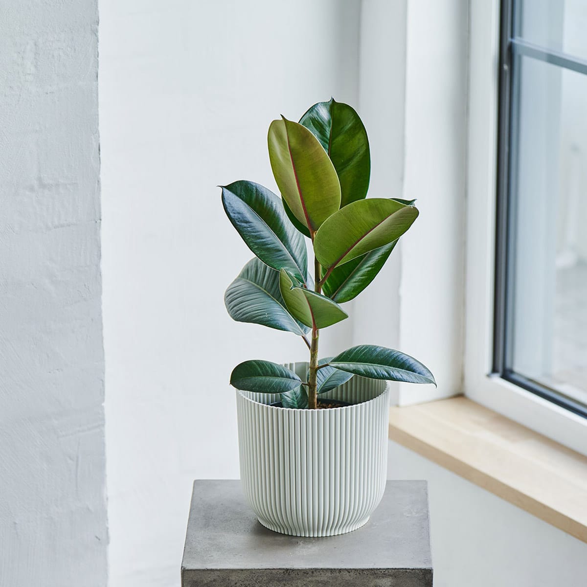 Gummifiken har store, blankt ovale blad. La planten stå lyst, men ikke direkte sollys. Vannes jevnlig,