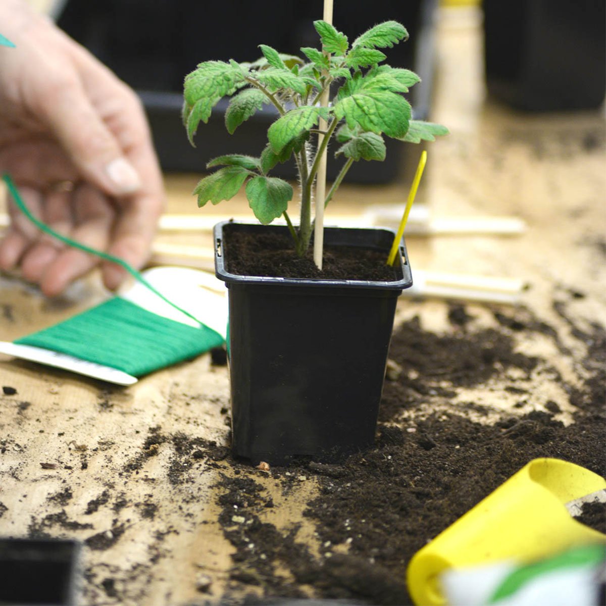 Firkantet plastpotte i sort