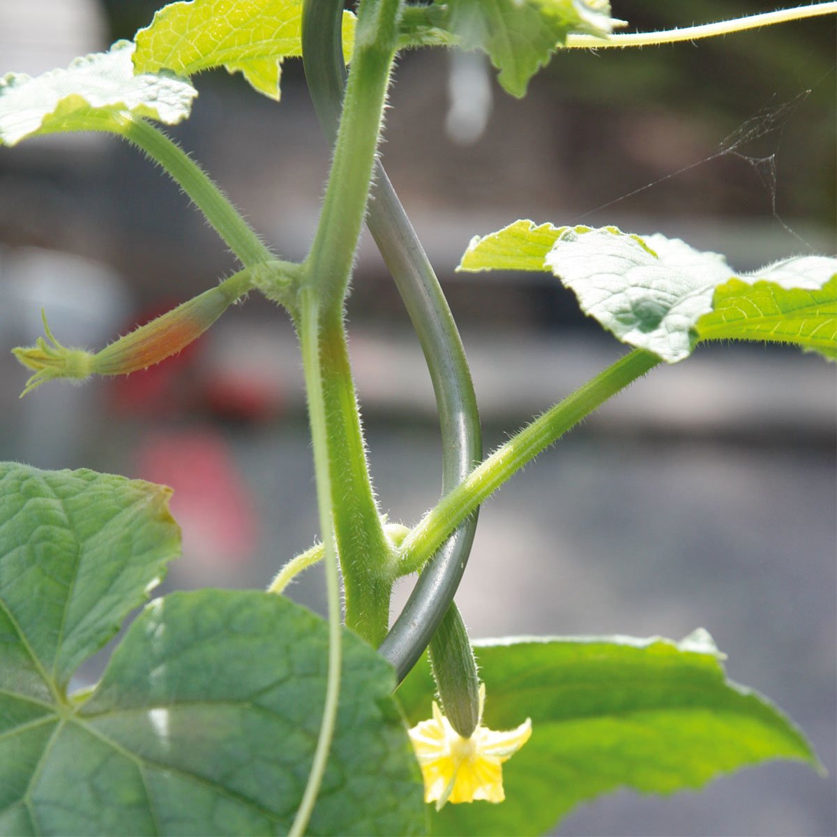 Blomstrende tomatplante med tomatstøtte 180 cm