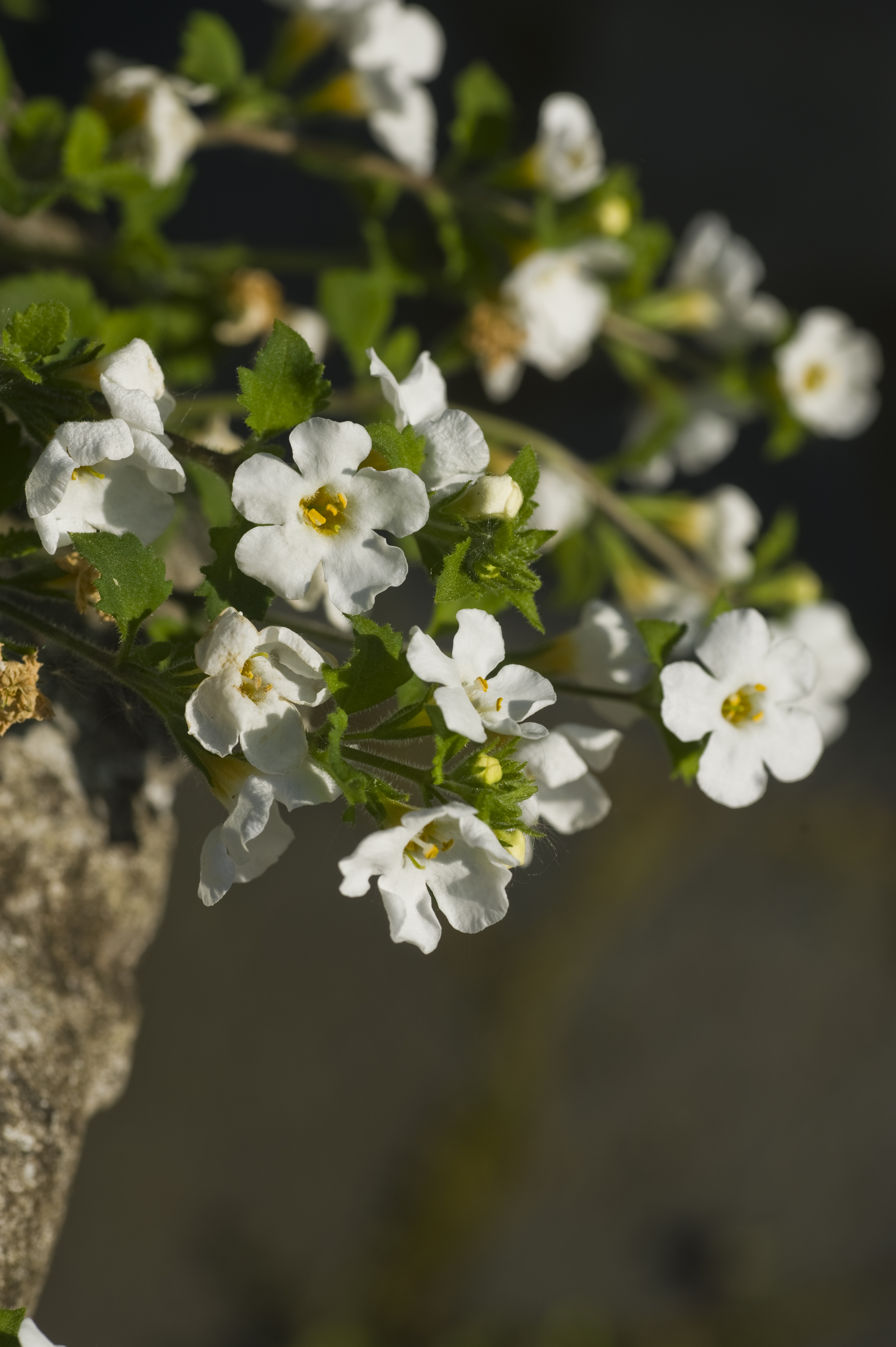 Bacopa