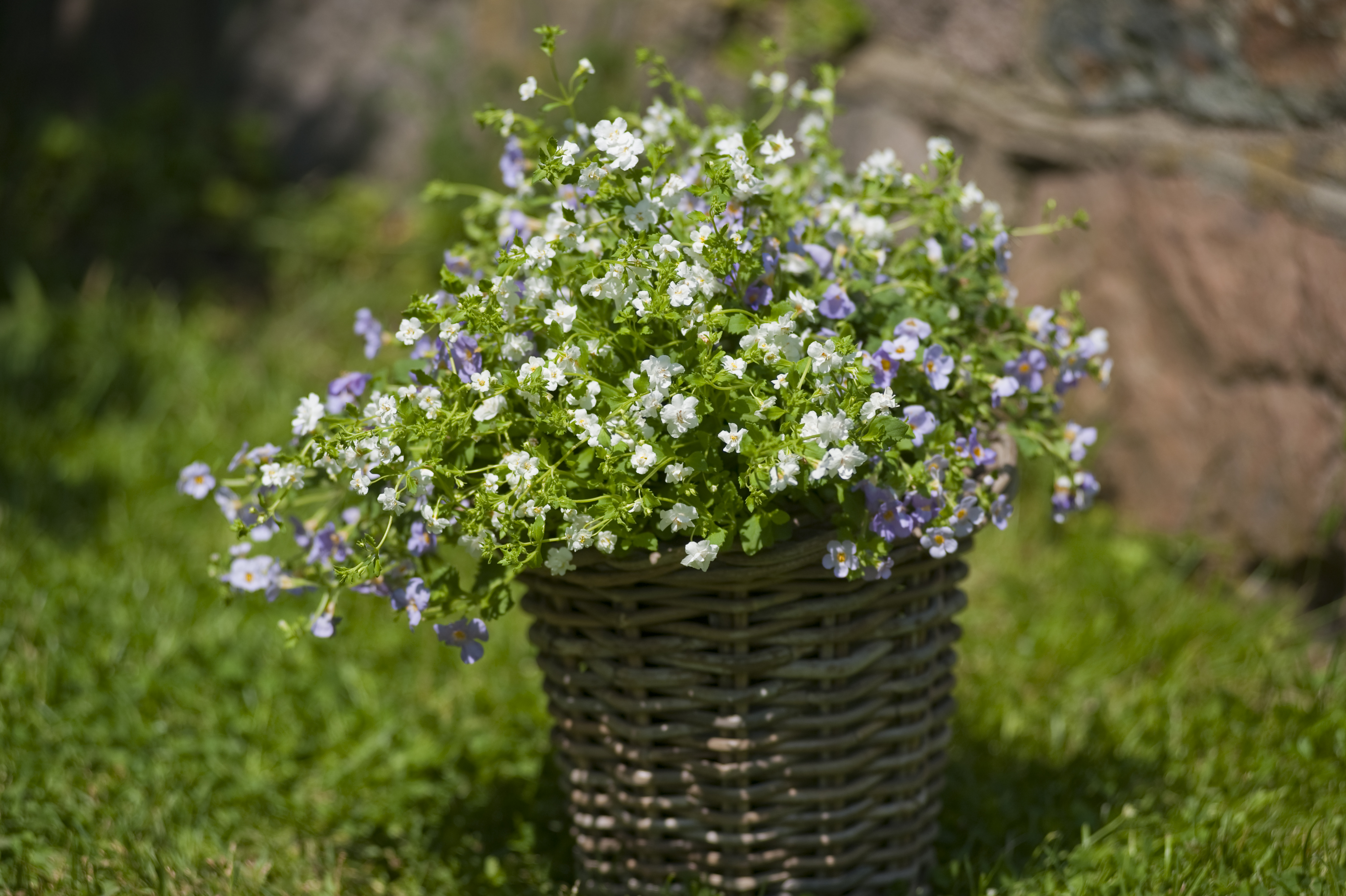 Bacopa