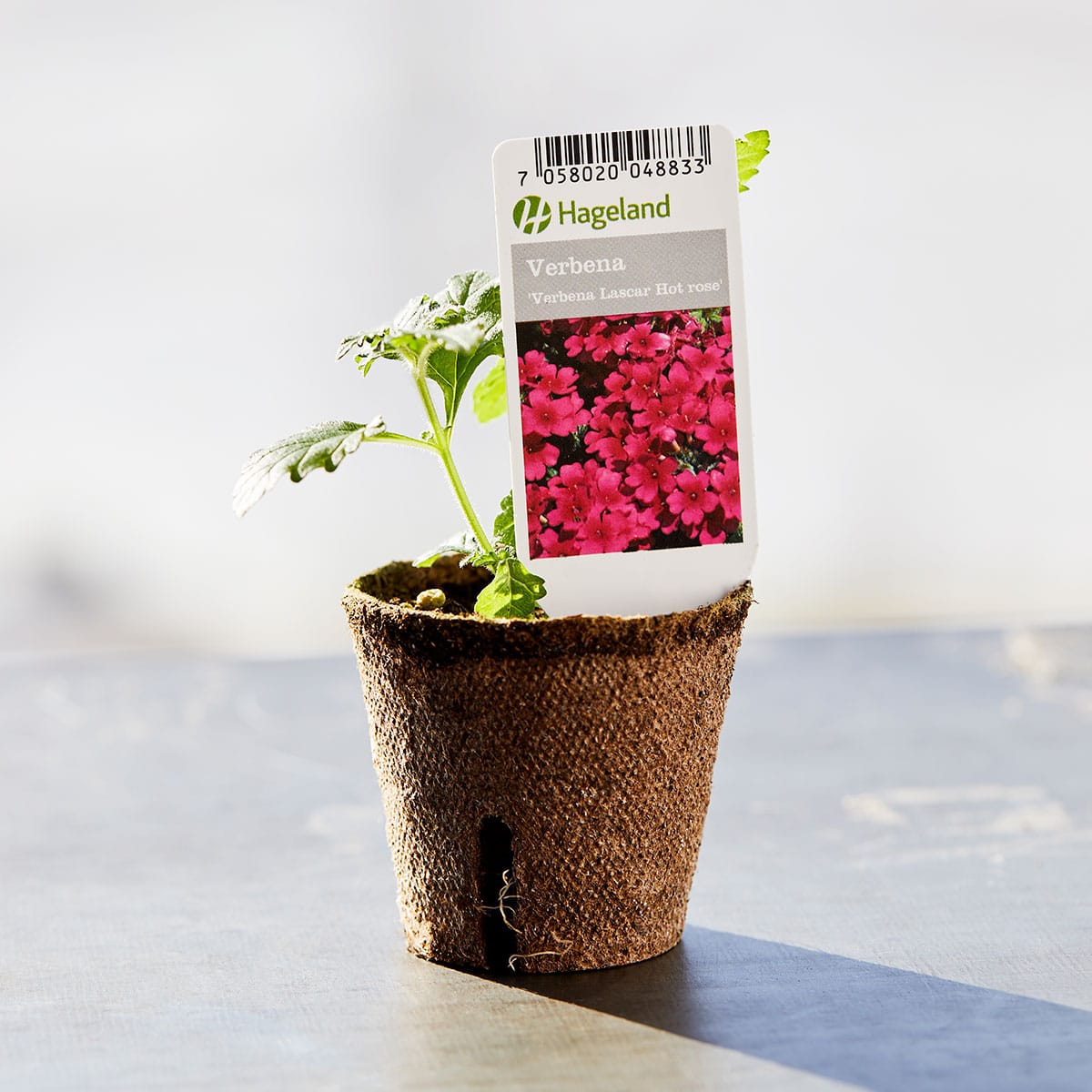 Hageverbena er en svært blomsterrik sommerblomst med hengende og utstrakte grener/skudd.