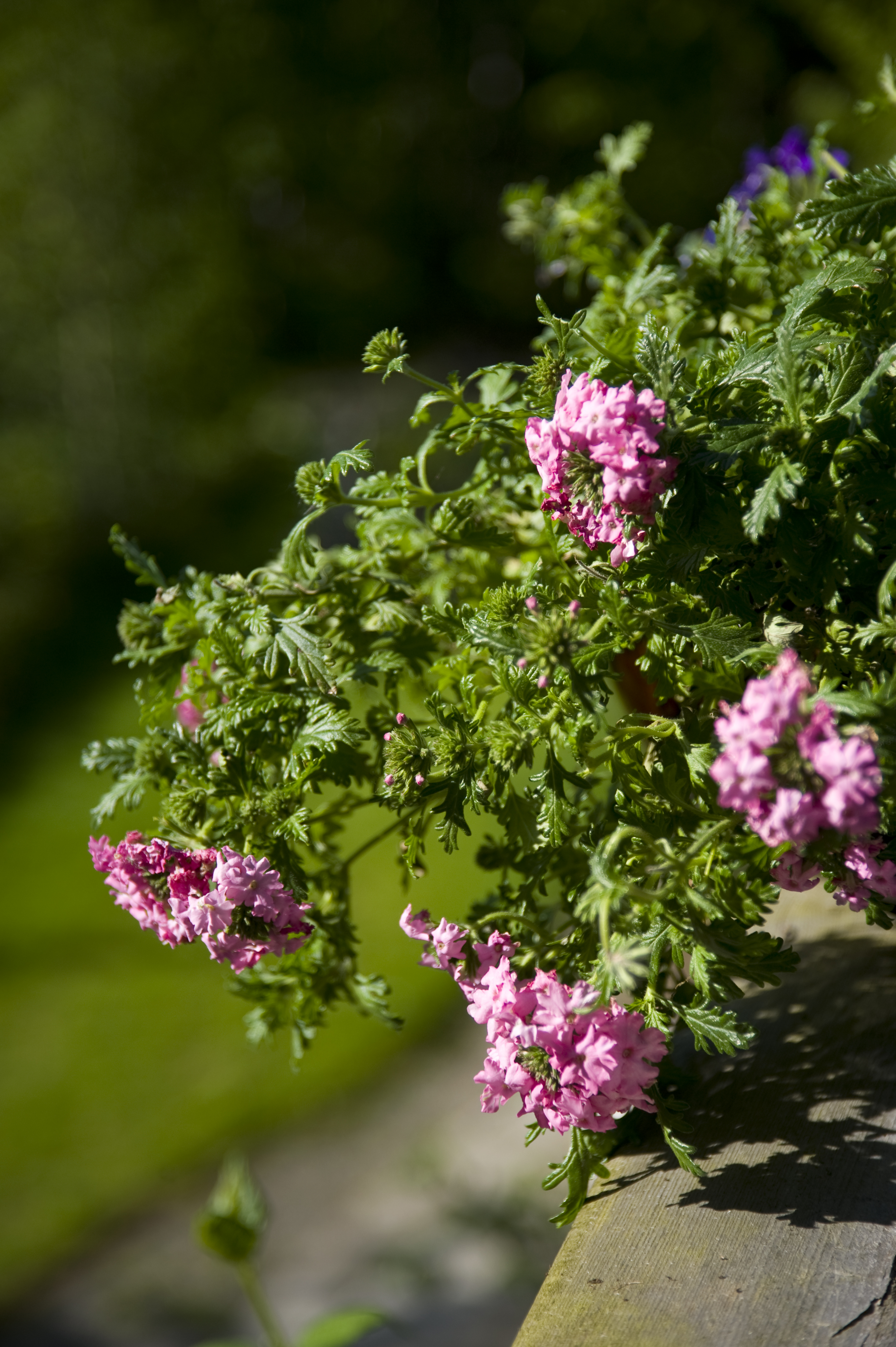 Verbena