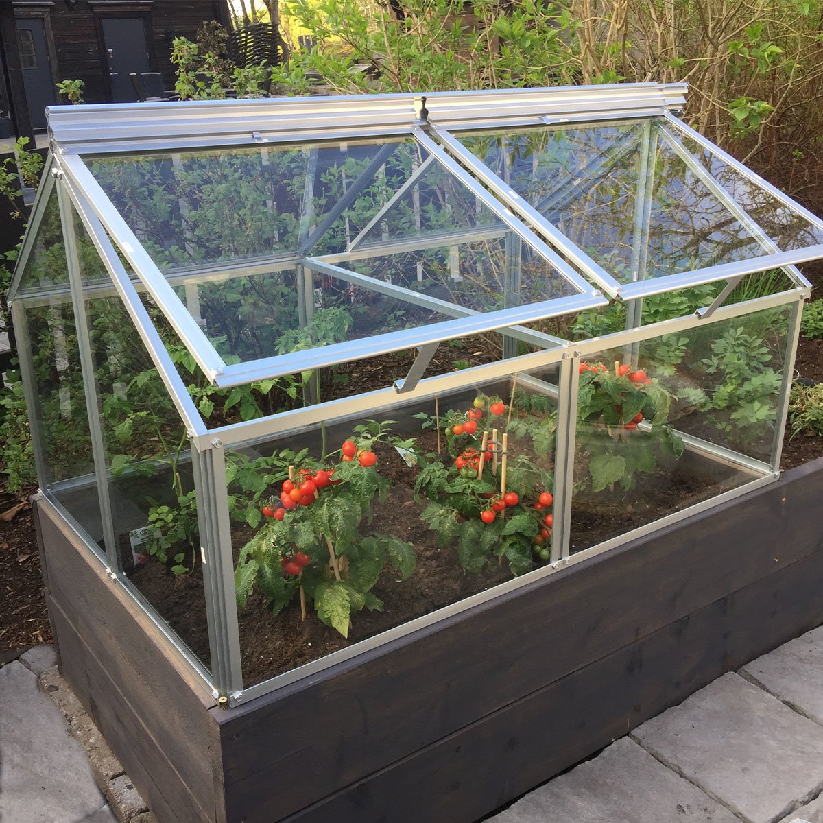 Gaia balkongdrivhus med glassover tomatplanter med modne tomater