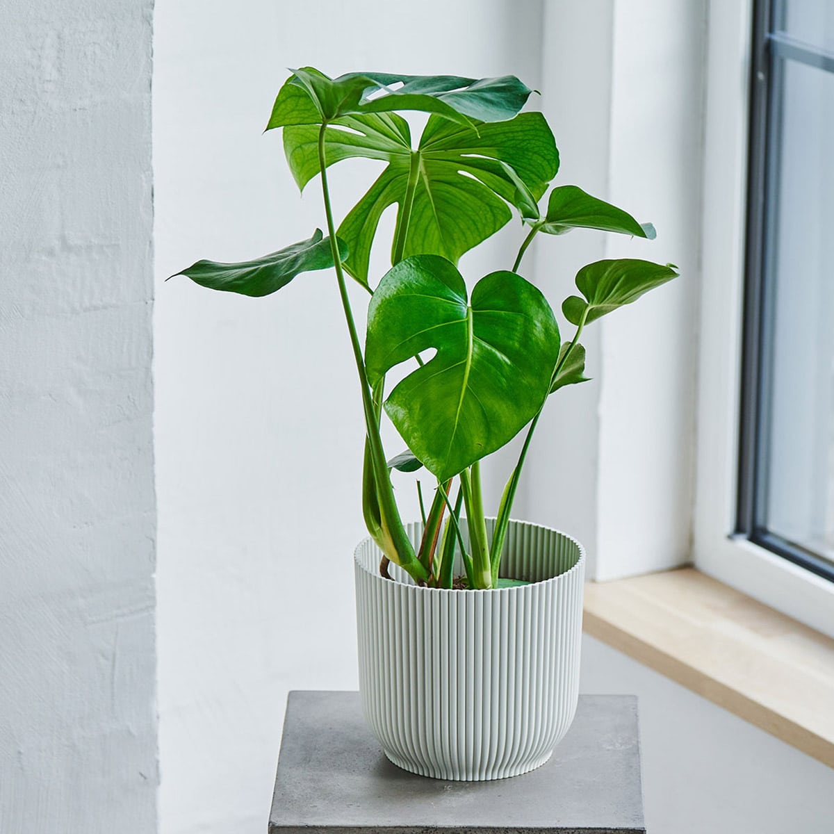 Lettstelt plante som trives med mye lys, men ikke sterkt solskinn.