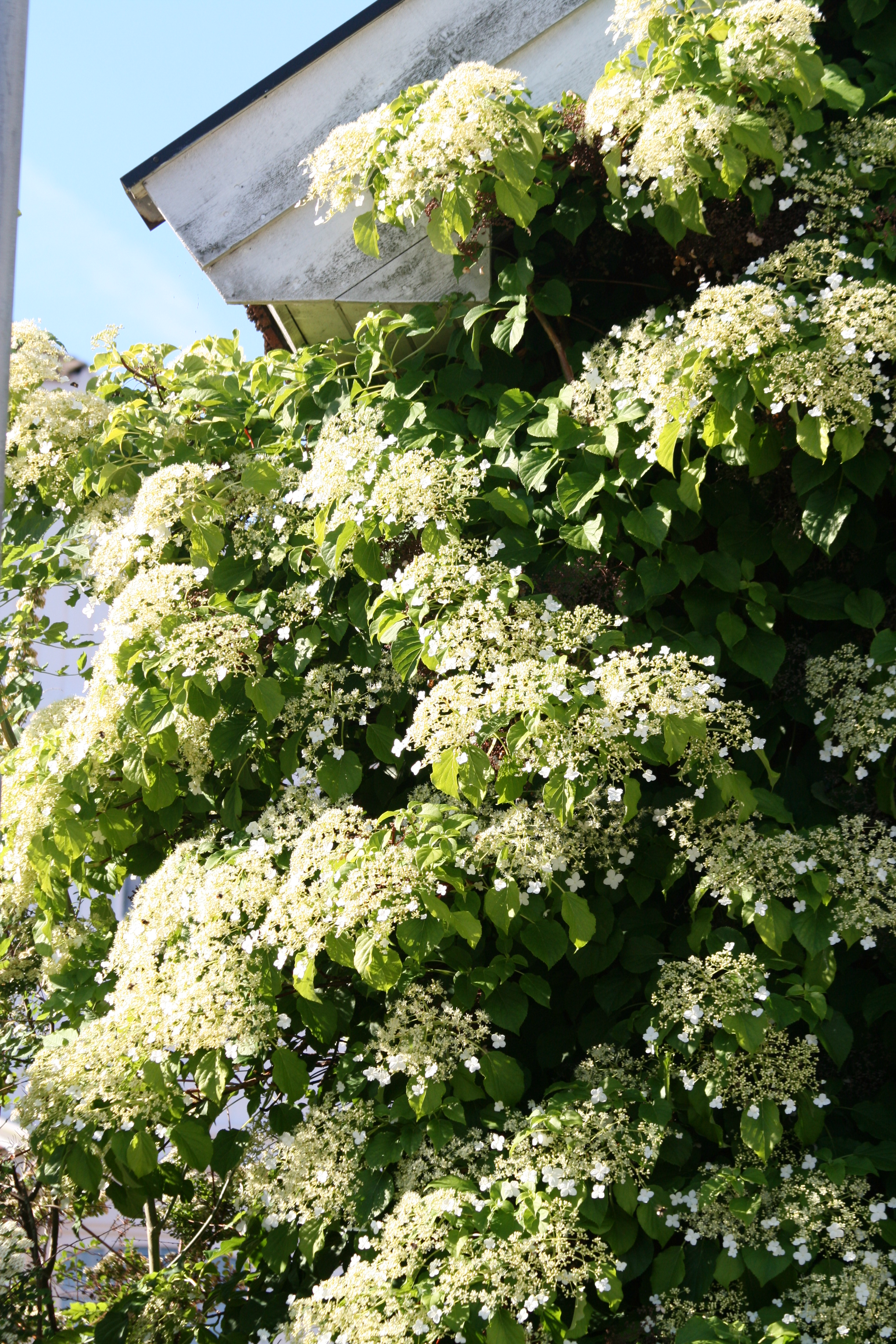 klatrehortensia