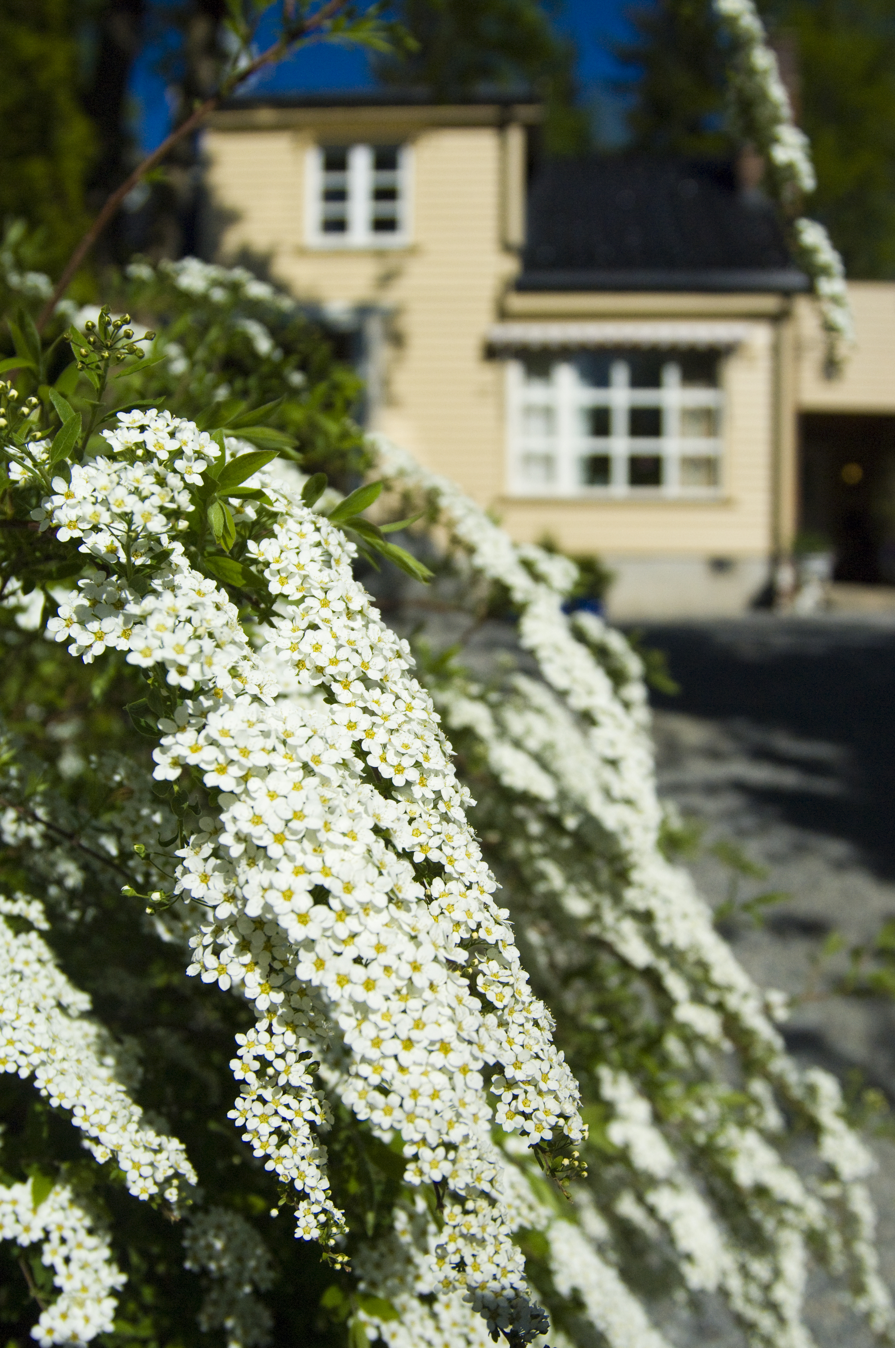 Slik klipper du hekken. Hekk, spirea