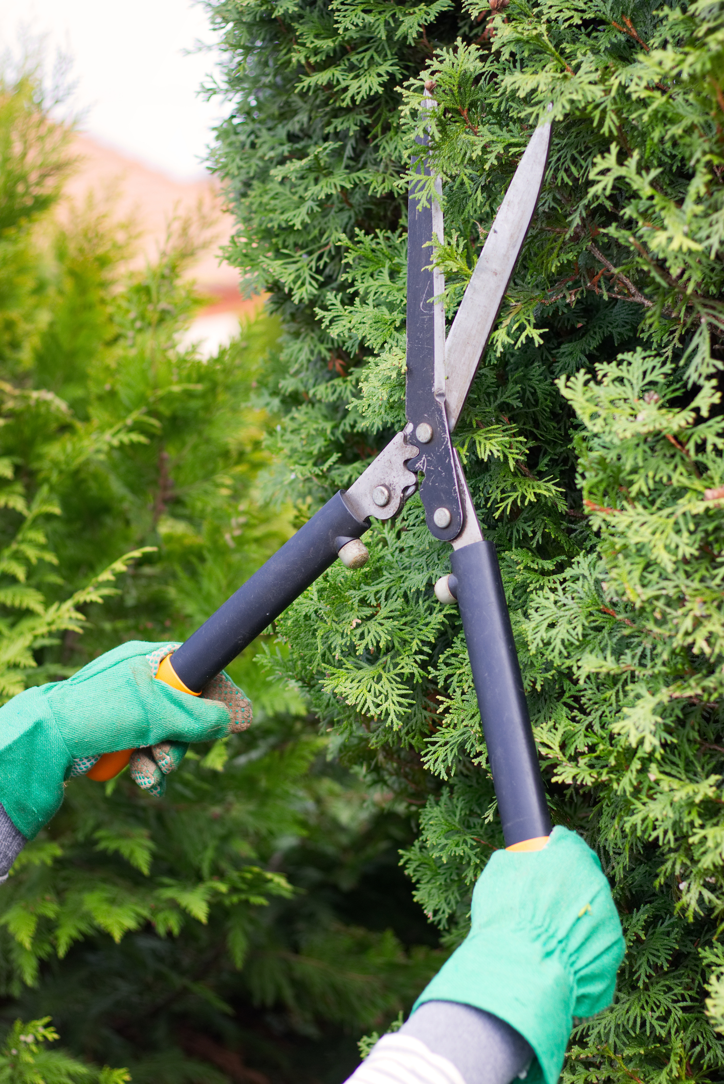 Slik klipper du hekken. Hekk, hekksaks, thuja