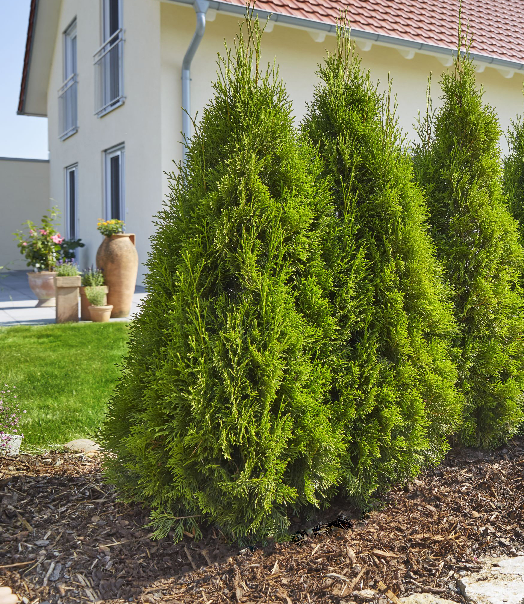 Slik klipper du hekken. Hekk, thuja