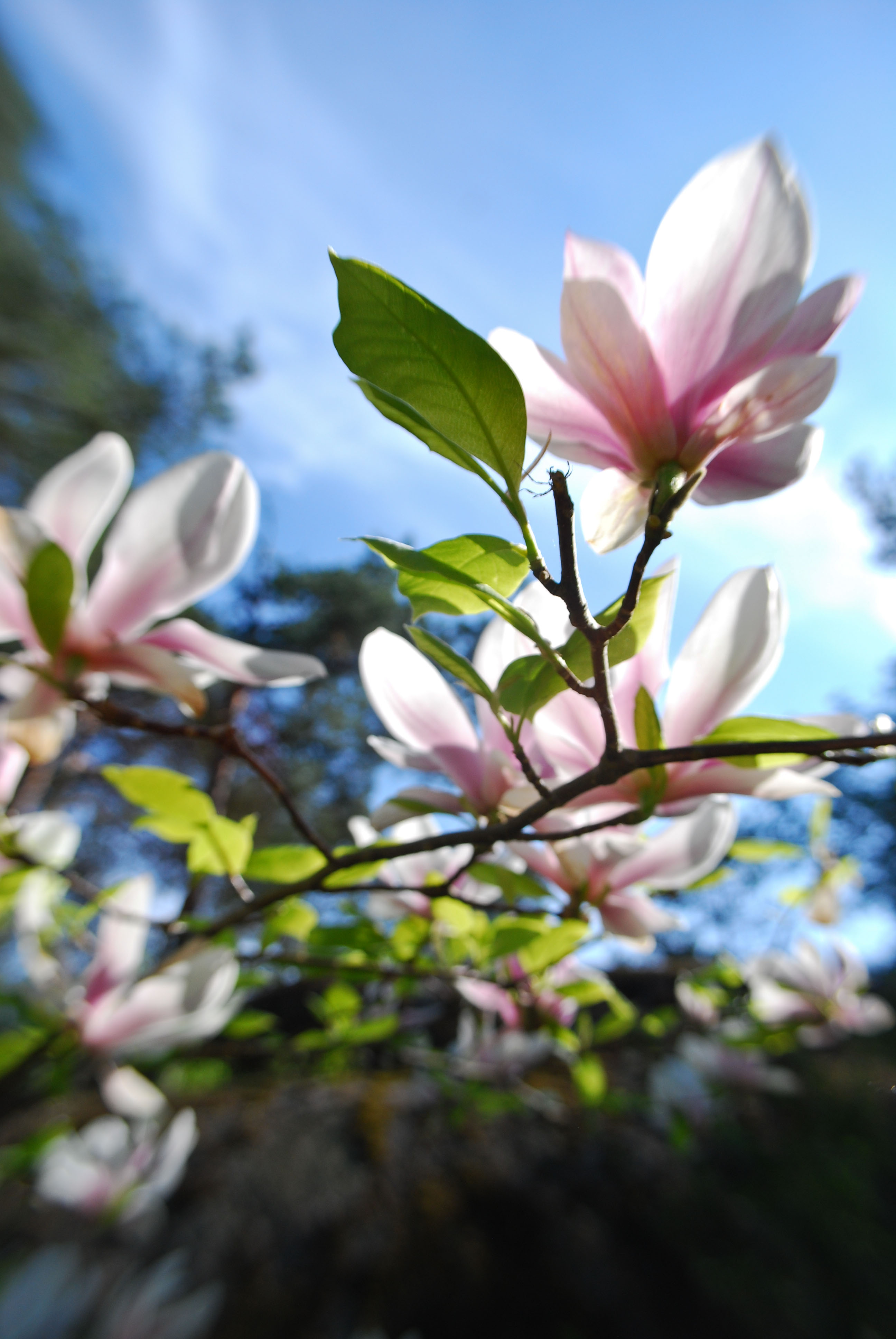 Magnolia