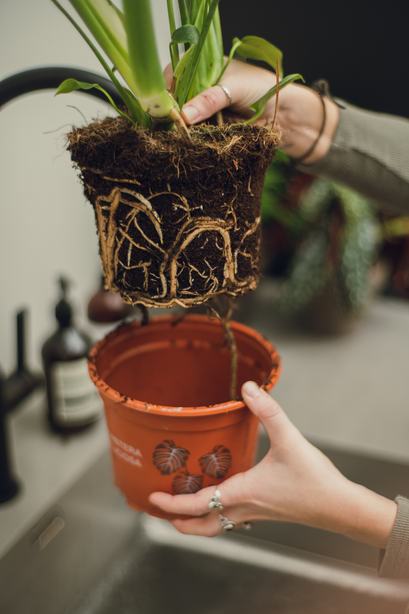 monstera grønnplanter