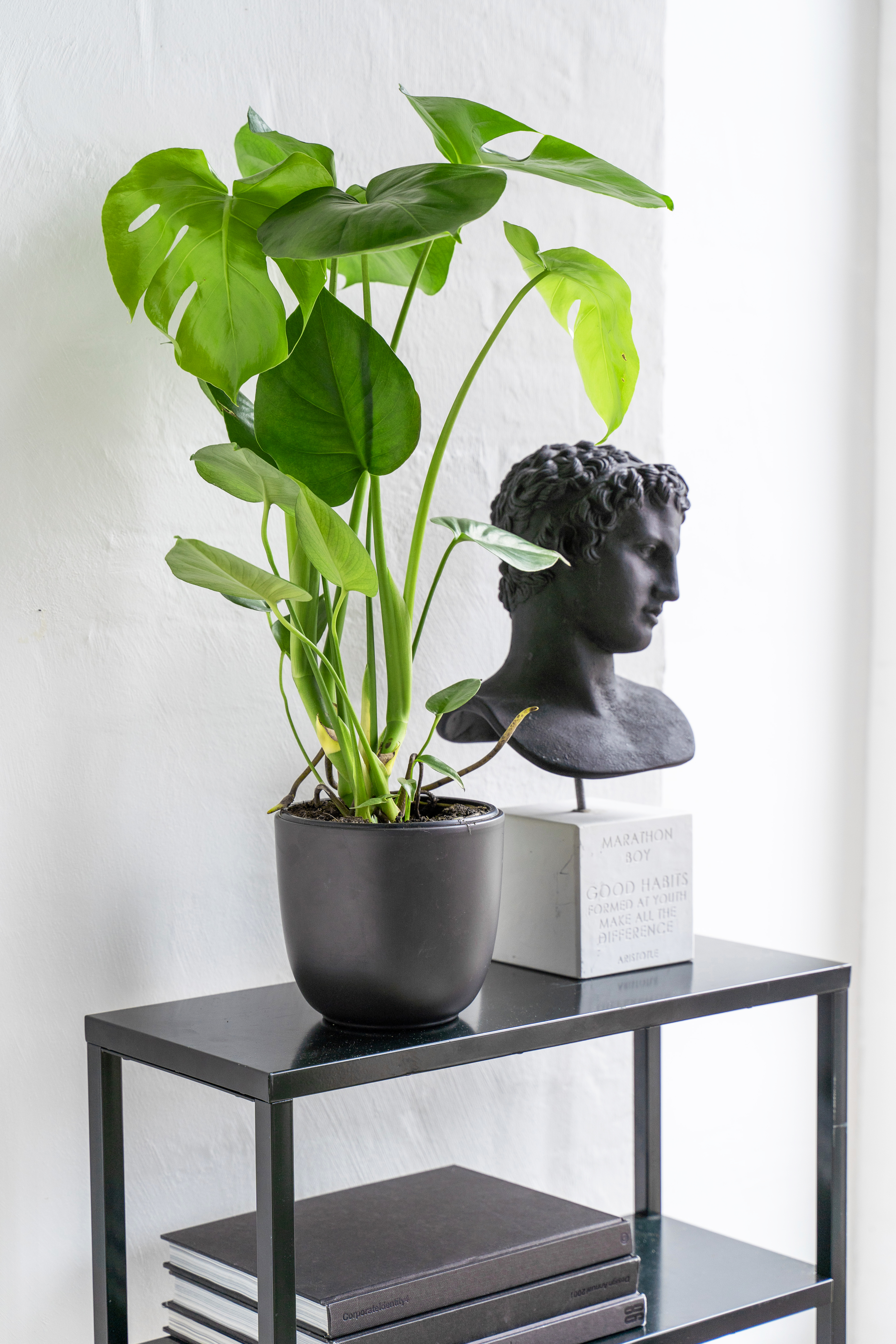 monstera grønnplanter