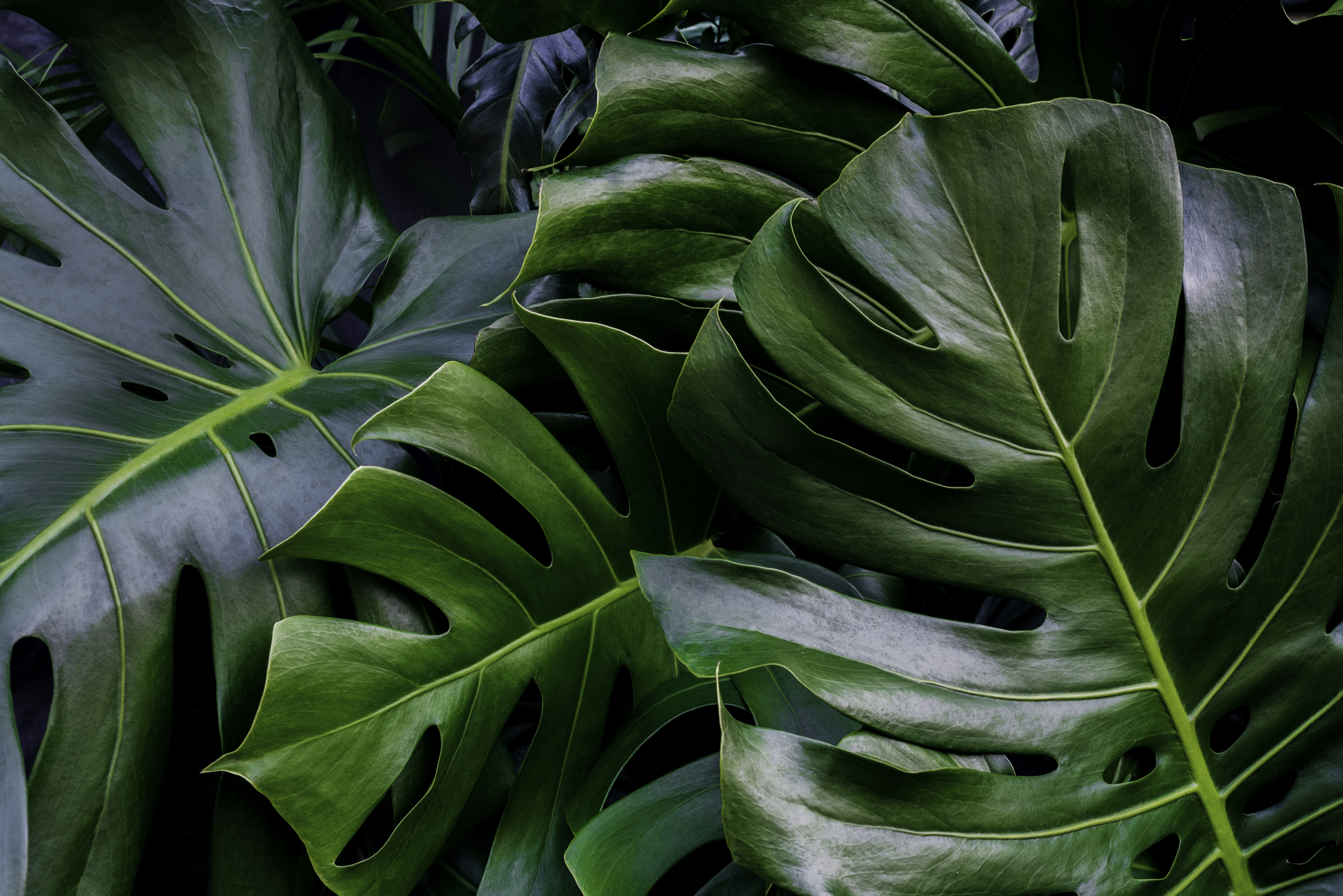 monstera grønnplanter