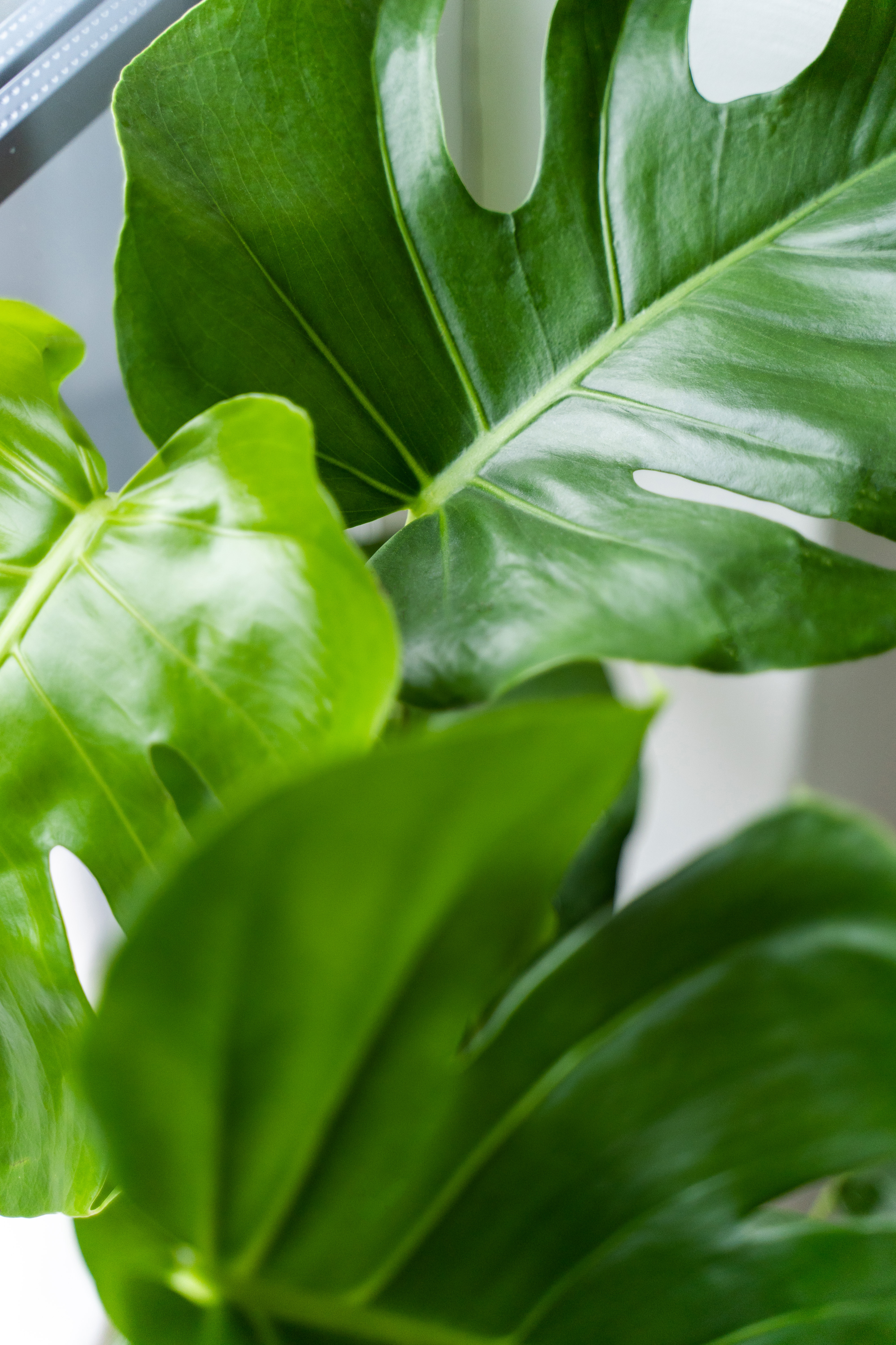 monstera grønnplanter