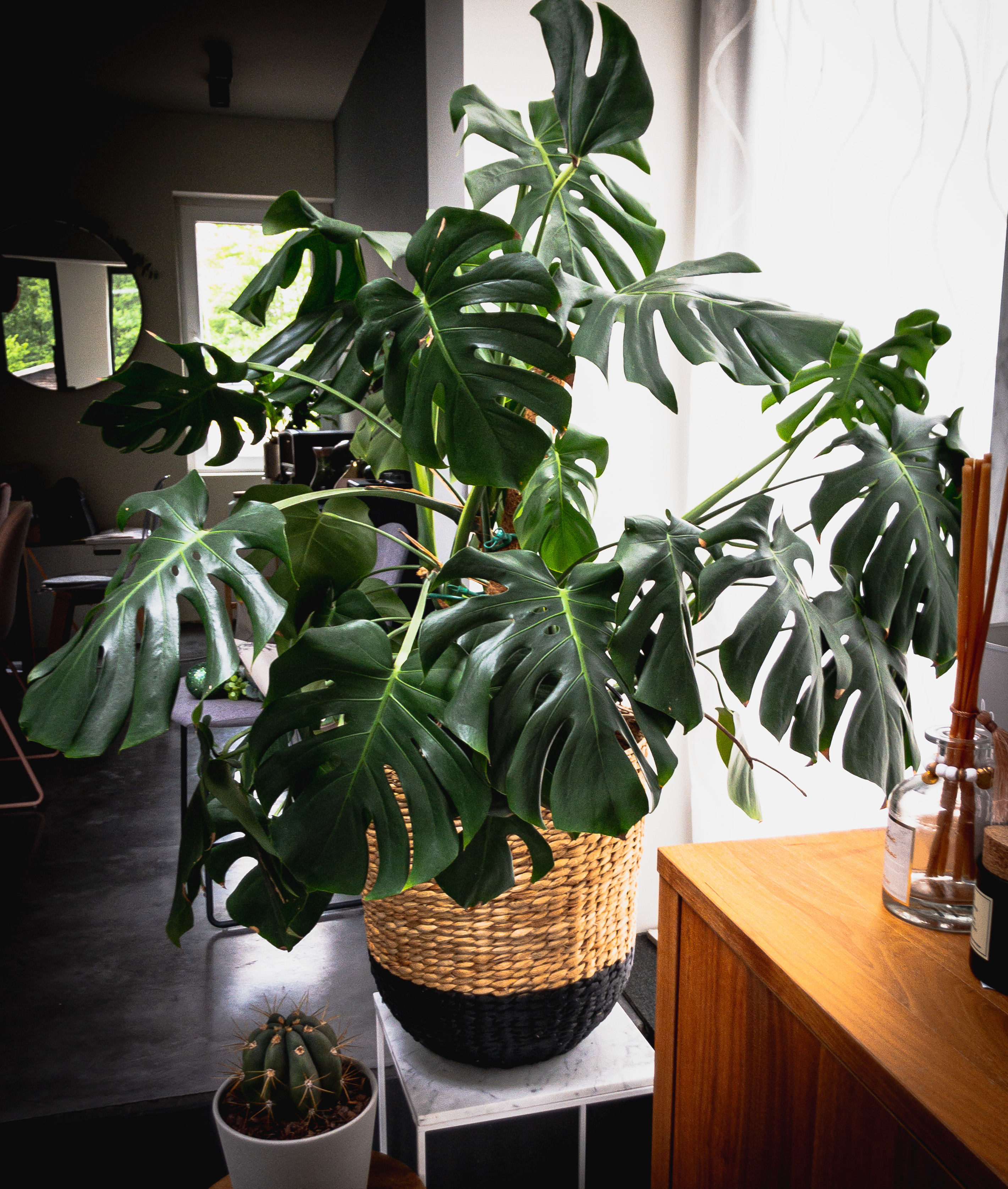 monstera grønnplanter