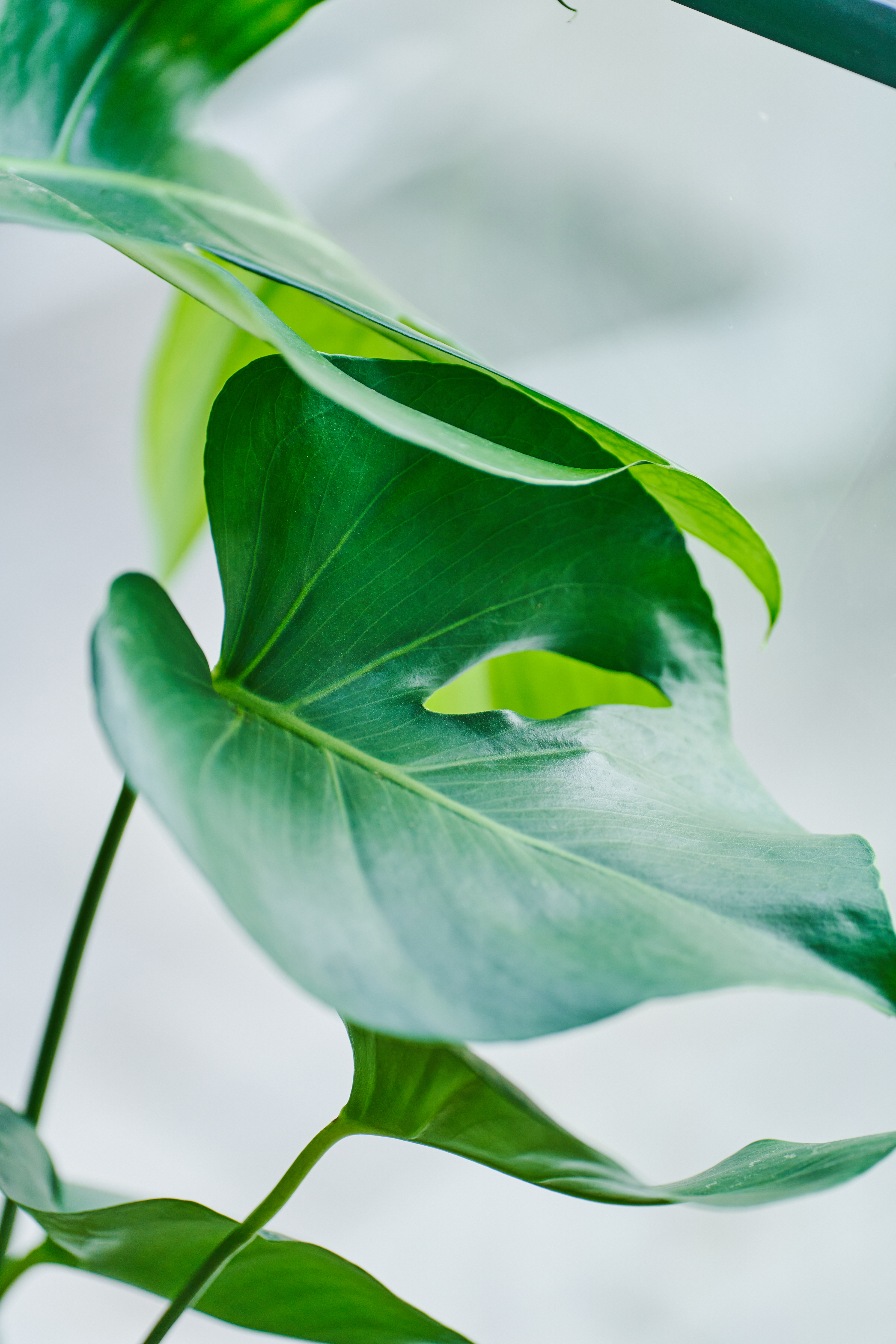 monstera grønnplanter